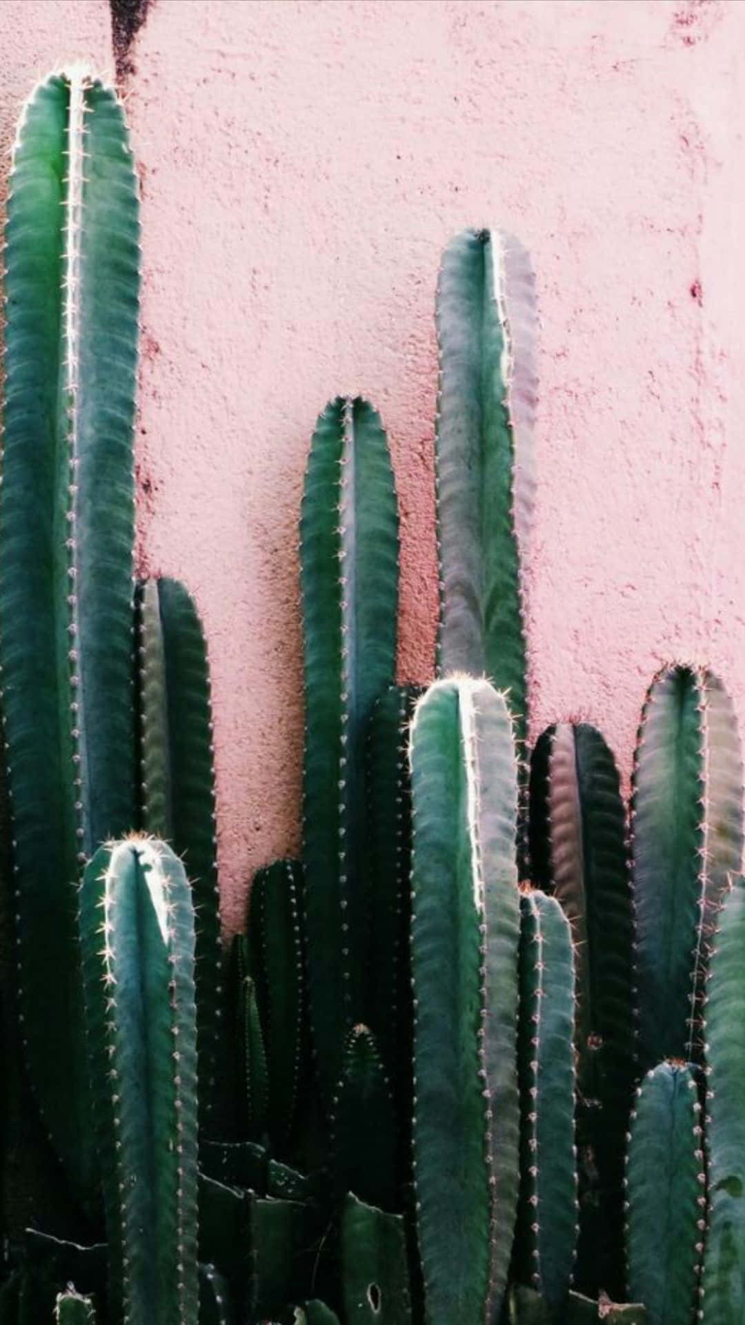 Get Your Hands On The Vibrant Cactus Iphone Today! Background
