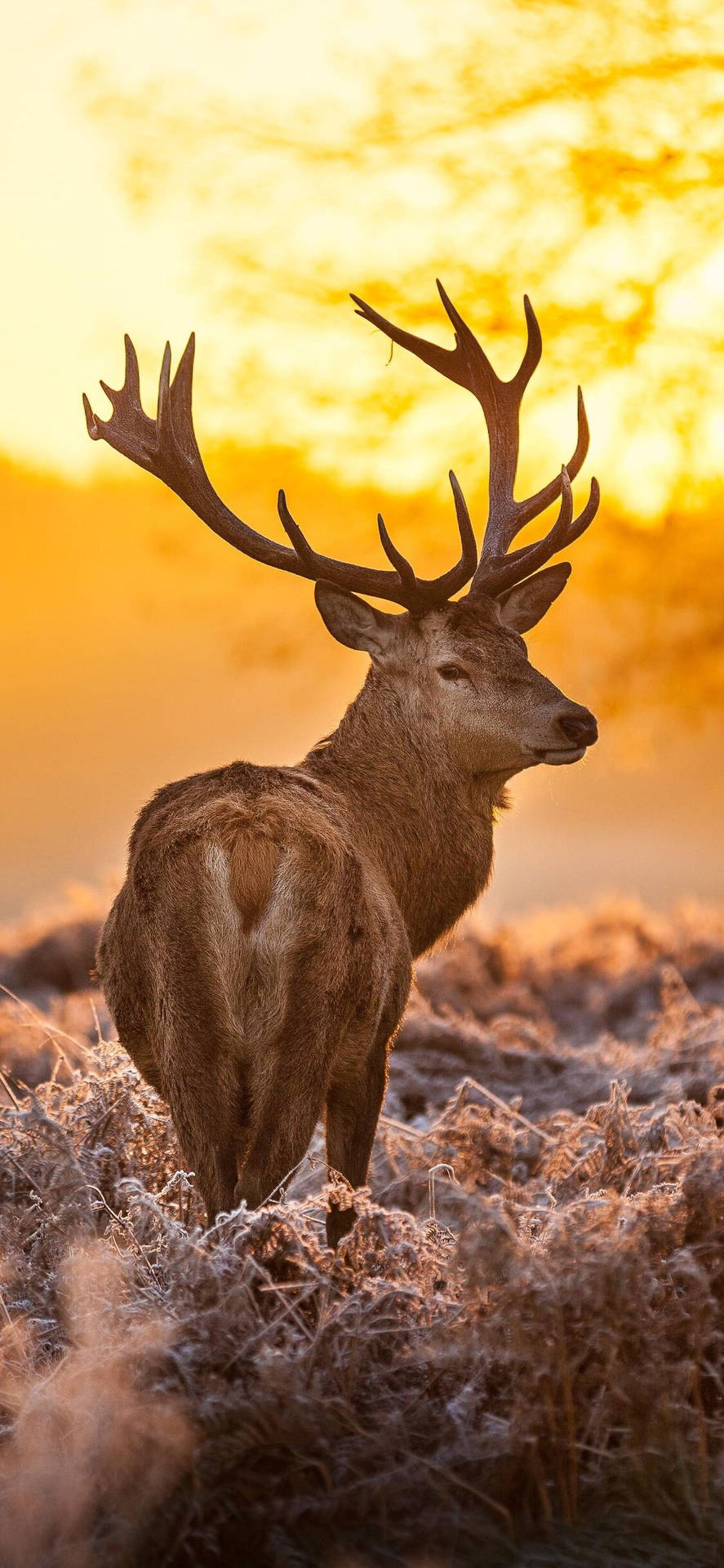 Get Your Nature Fix Every Day With A Deer Iphone Background