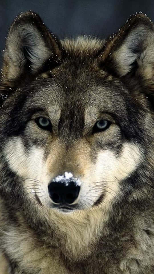Get Your Wolf Phone And Make Your Life Easier Today Background