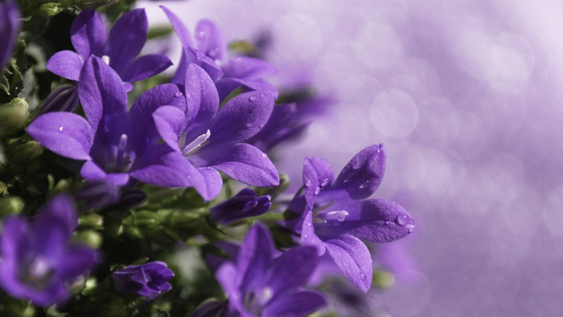 Get Your Work Done Faster With A Stylish And Powerful Purple Flower Laptop. Background