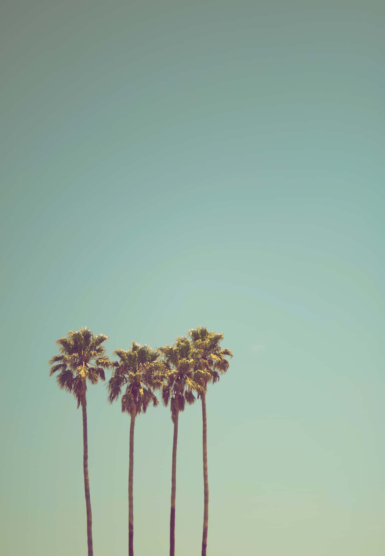 Getaway To Paradise With A View Of This Cute Palm Tree! Background