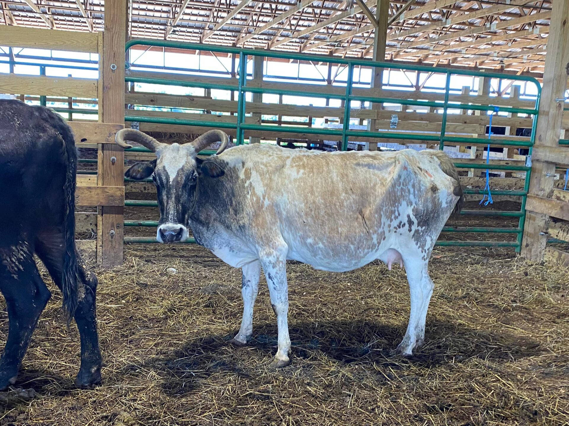 Gezerat Pintado Zebu Cow Background