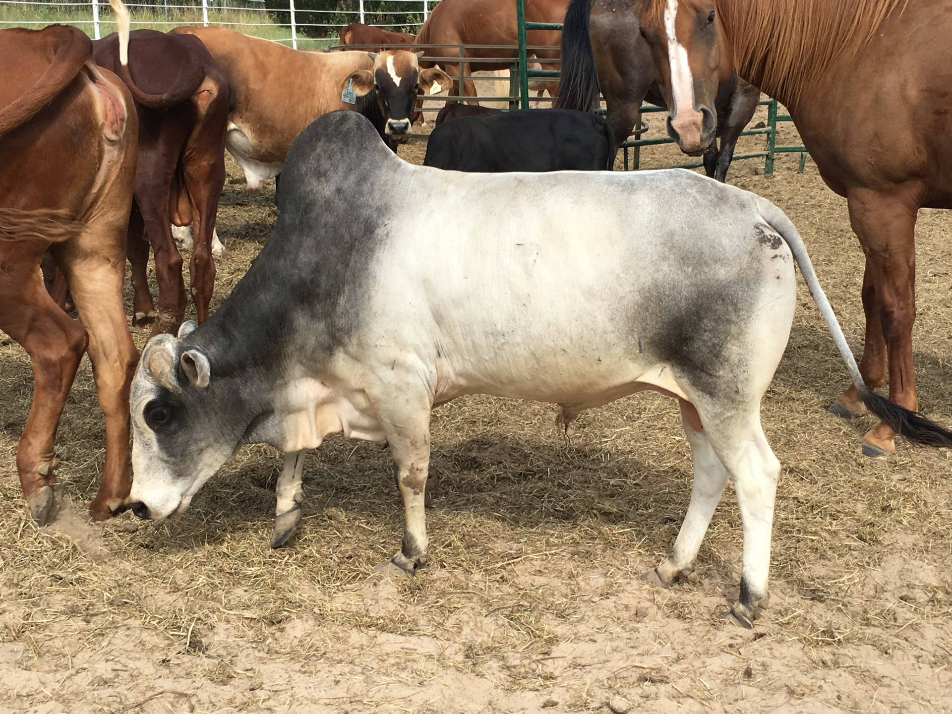 Gezerat With Gir Zebu Cattle