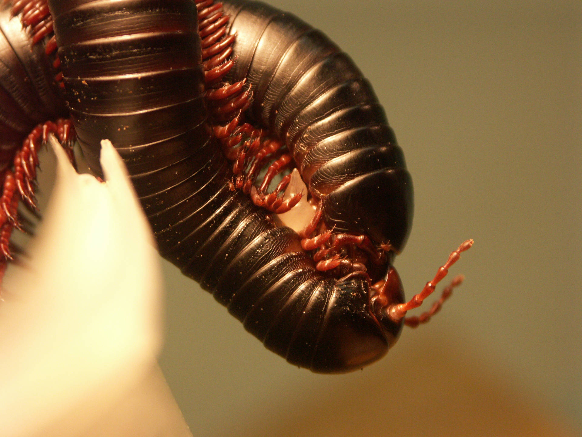 Giant African Millipede Entwining With Another Background