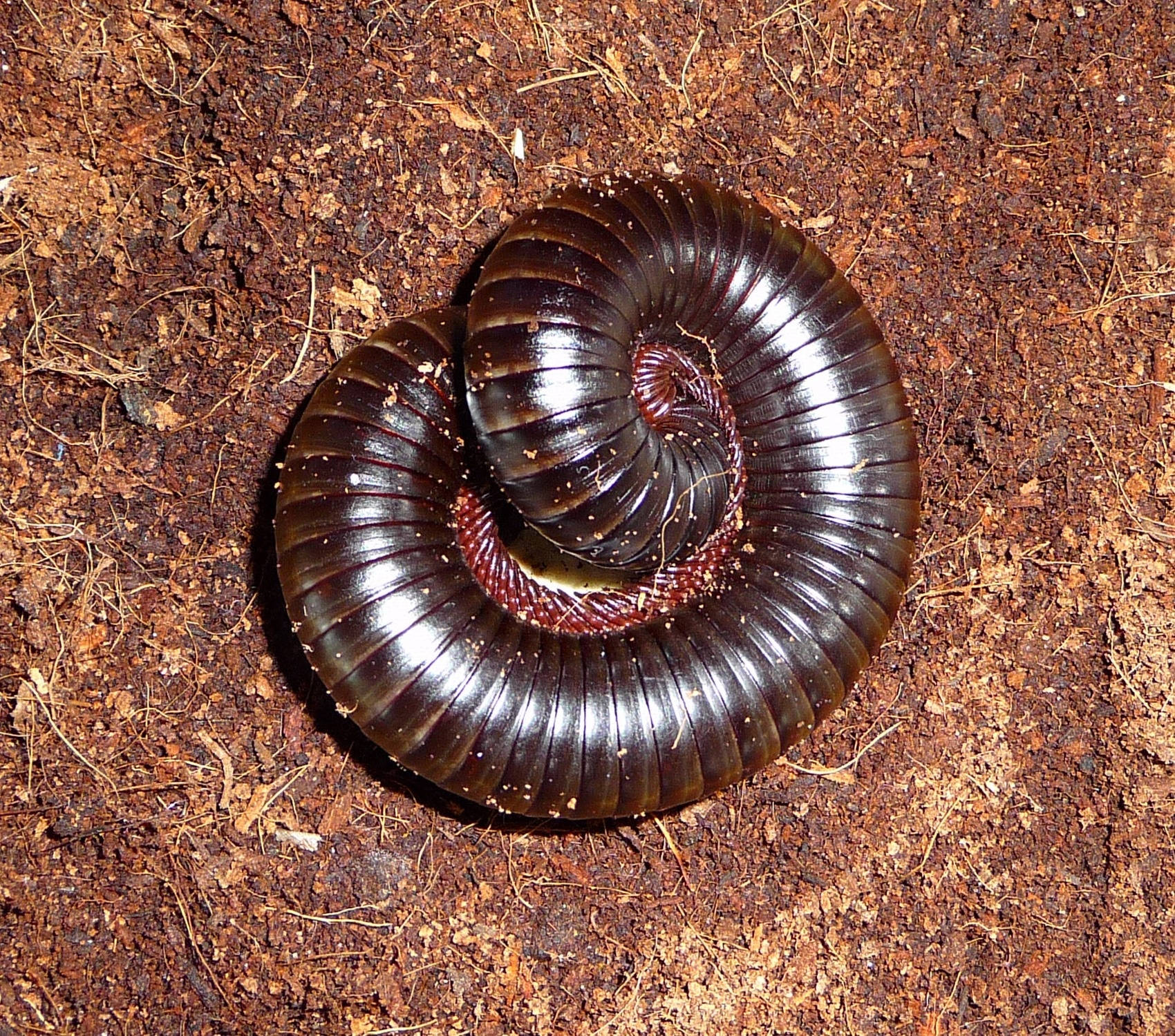 Giant African Millipede On A Dry Ground