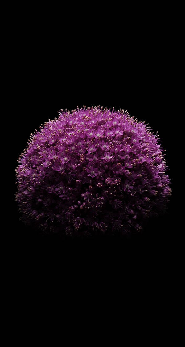 Giant Allium Ios 6