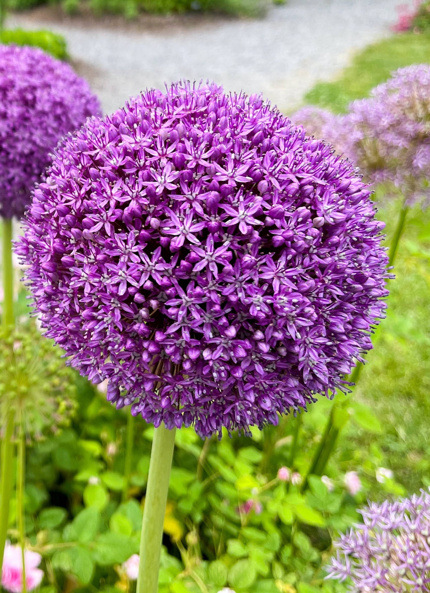 Giant Allium Onion Purple Flowers Iphone Background