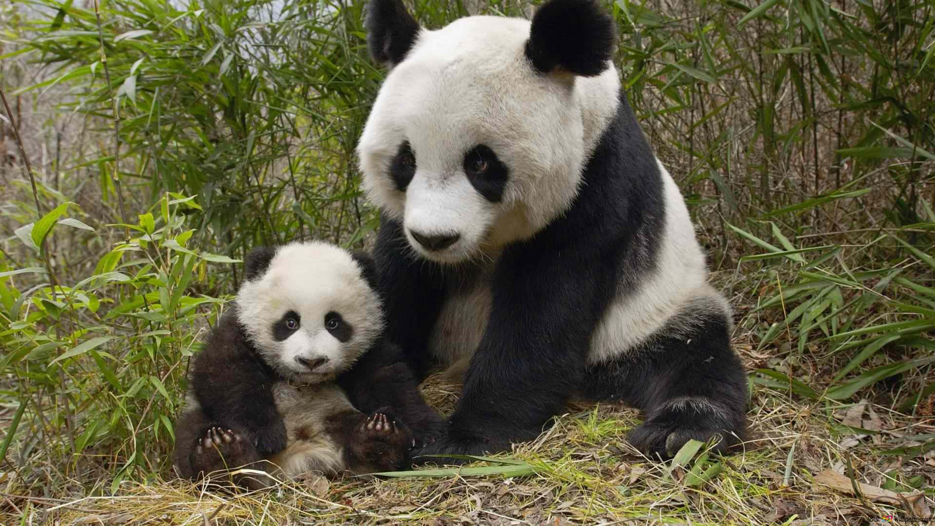 Giant And Baby Panda Bamboo