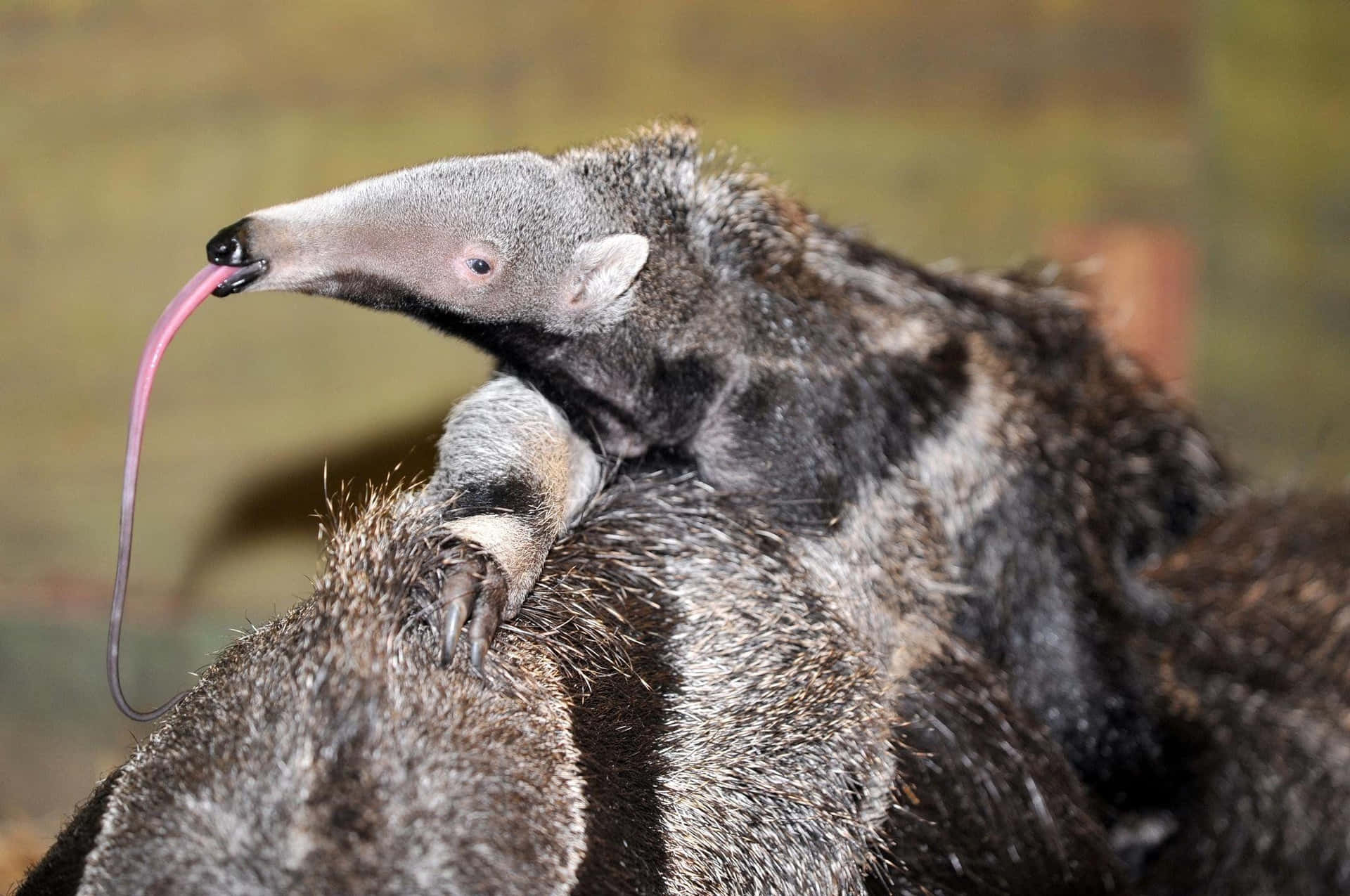 Giant Anteater Close Up