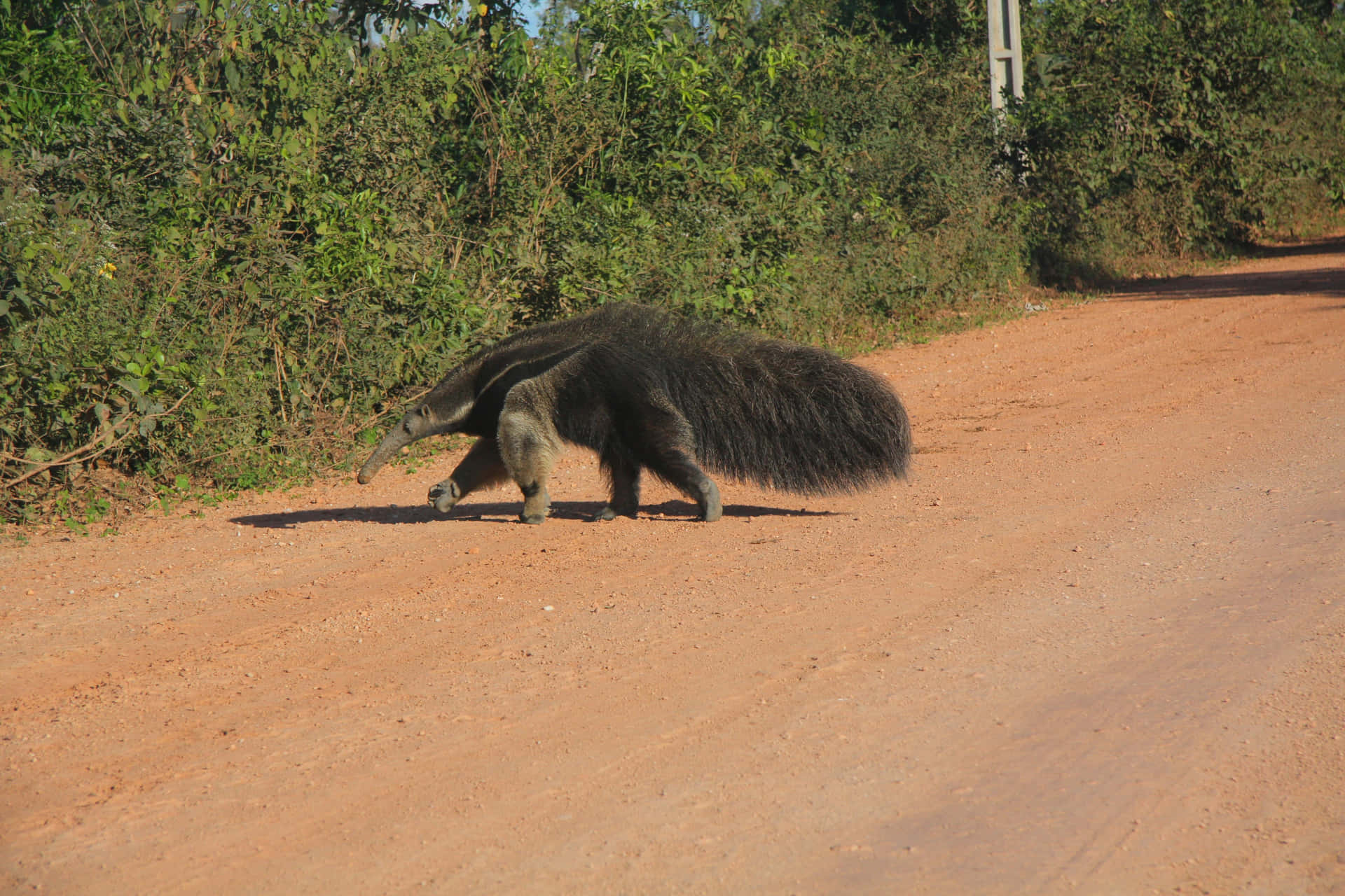 Giant Anteater Crossing Dirt Road