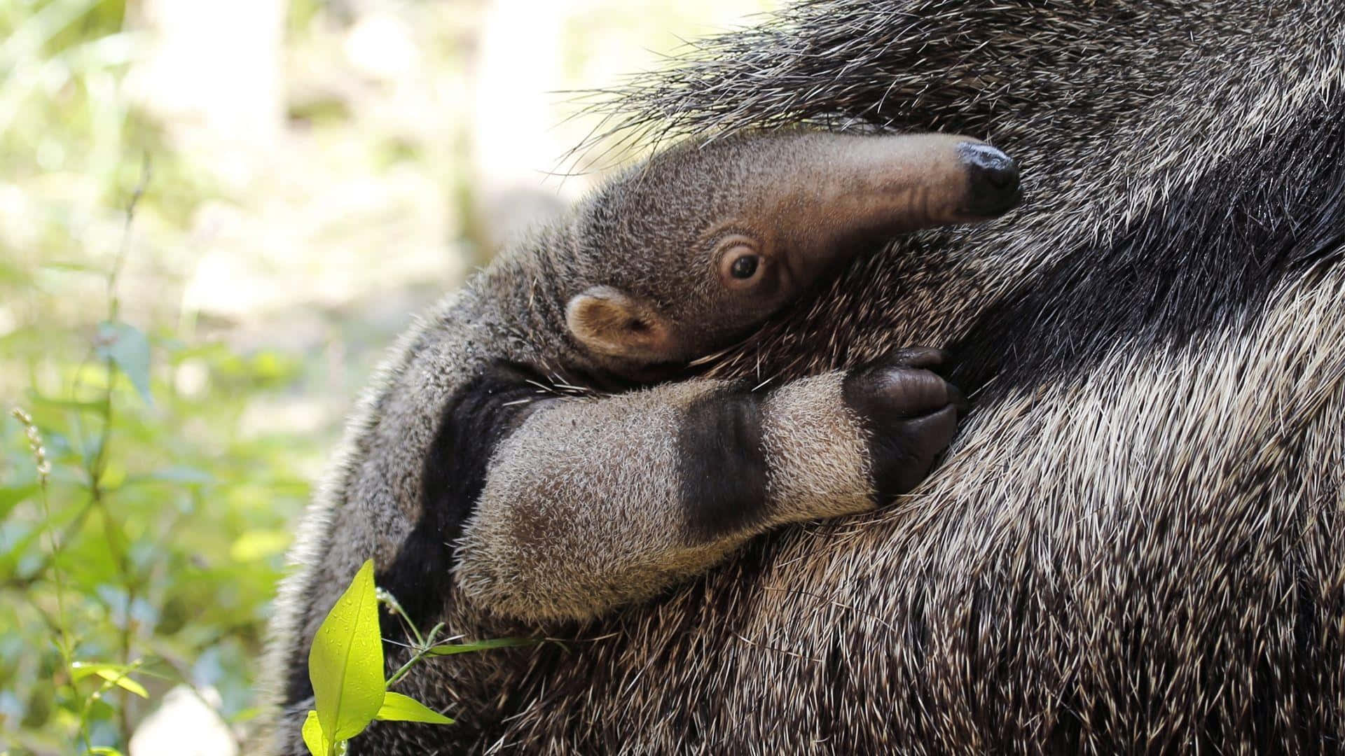 Giant Anteater Cuddling