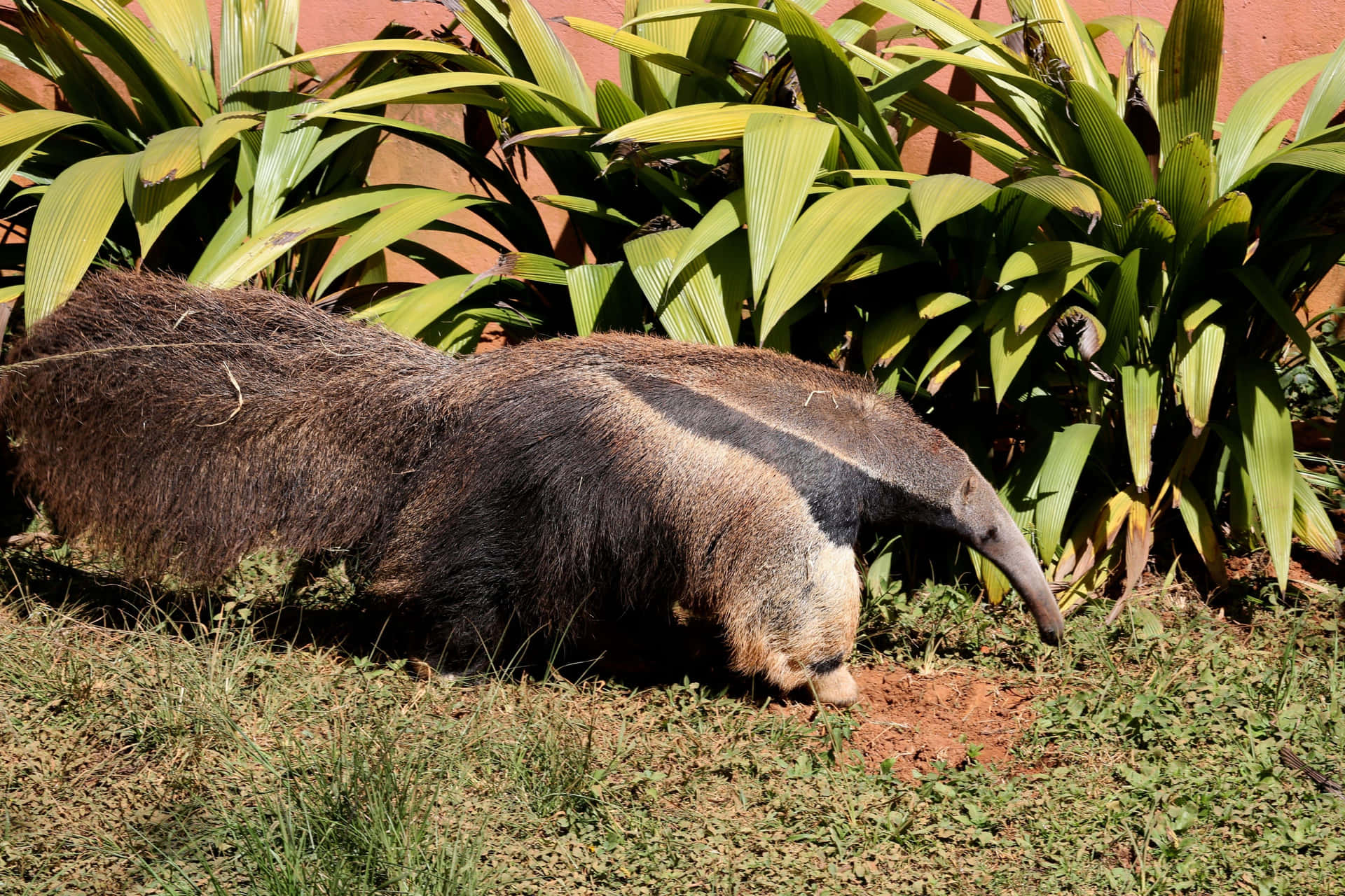 Giant Anteater Foraging.jpg Background