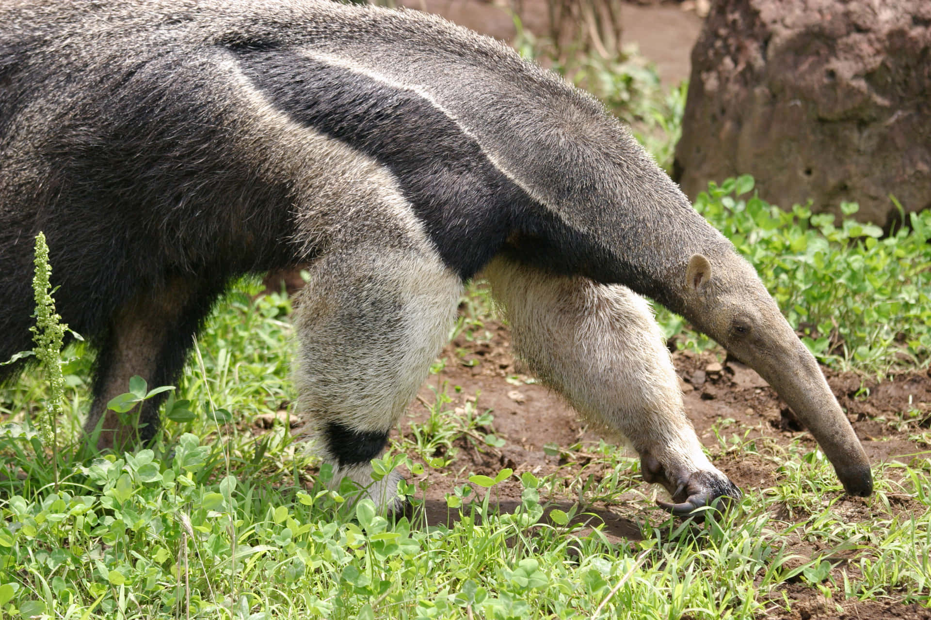 Giant Anteater Foraging.jpg Background