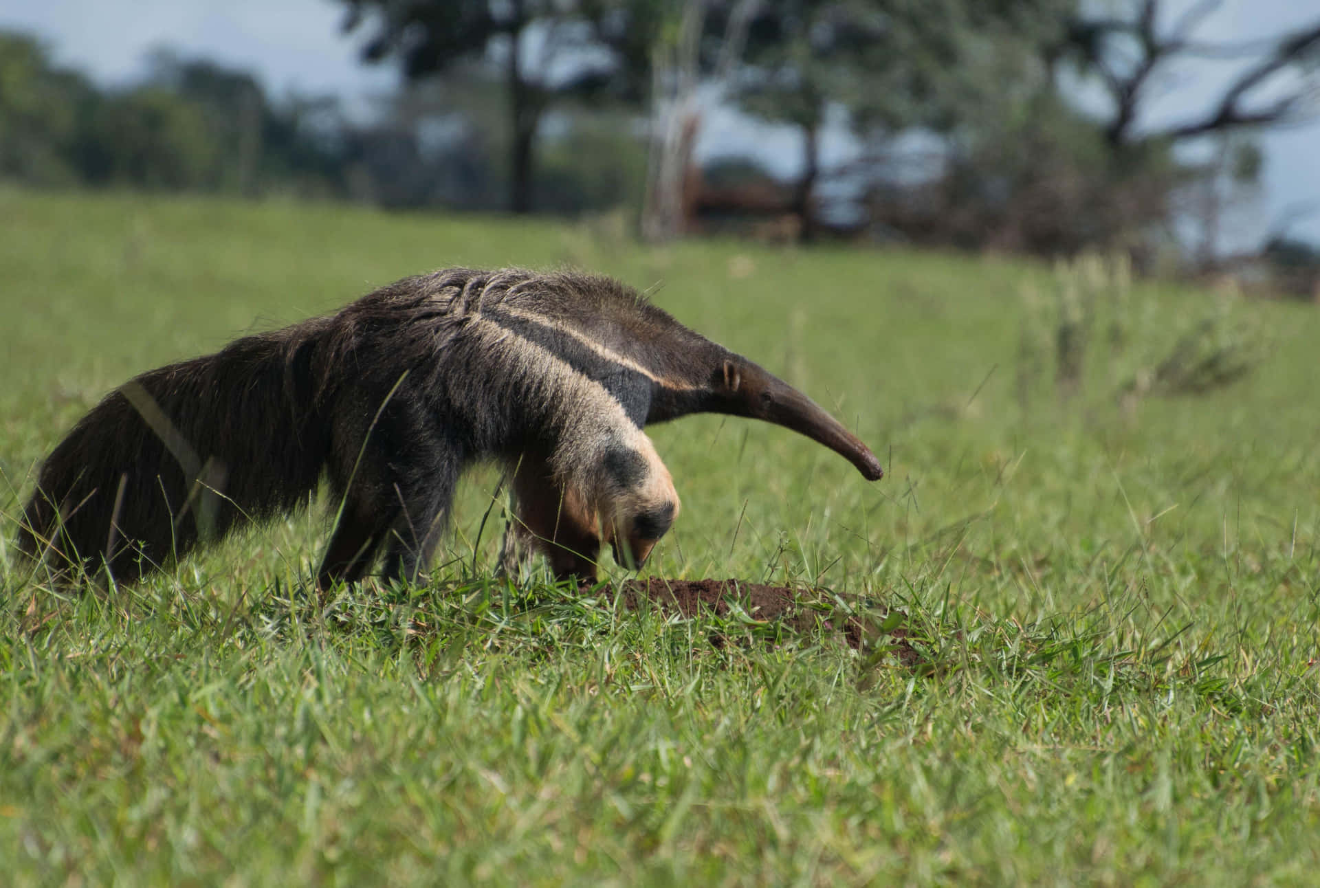 Giant Anteater Foragingin Grassland.jpg Background