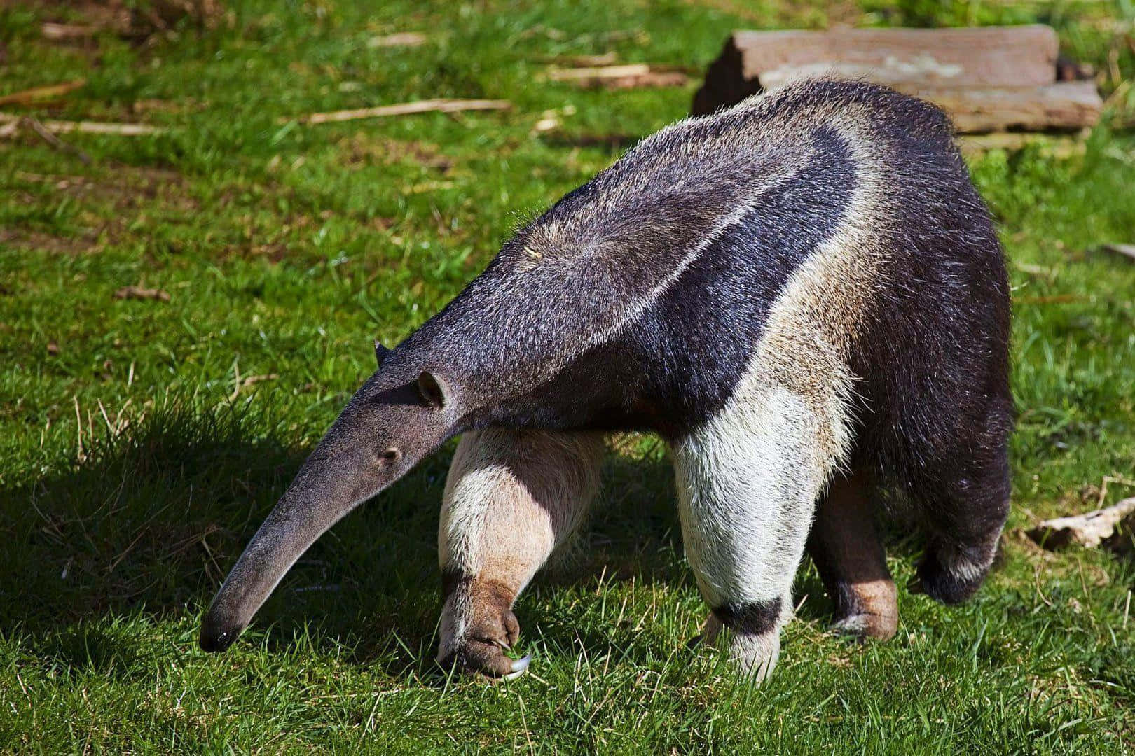 Giant Anteater Grassland Foraging.jpg