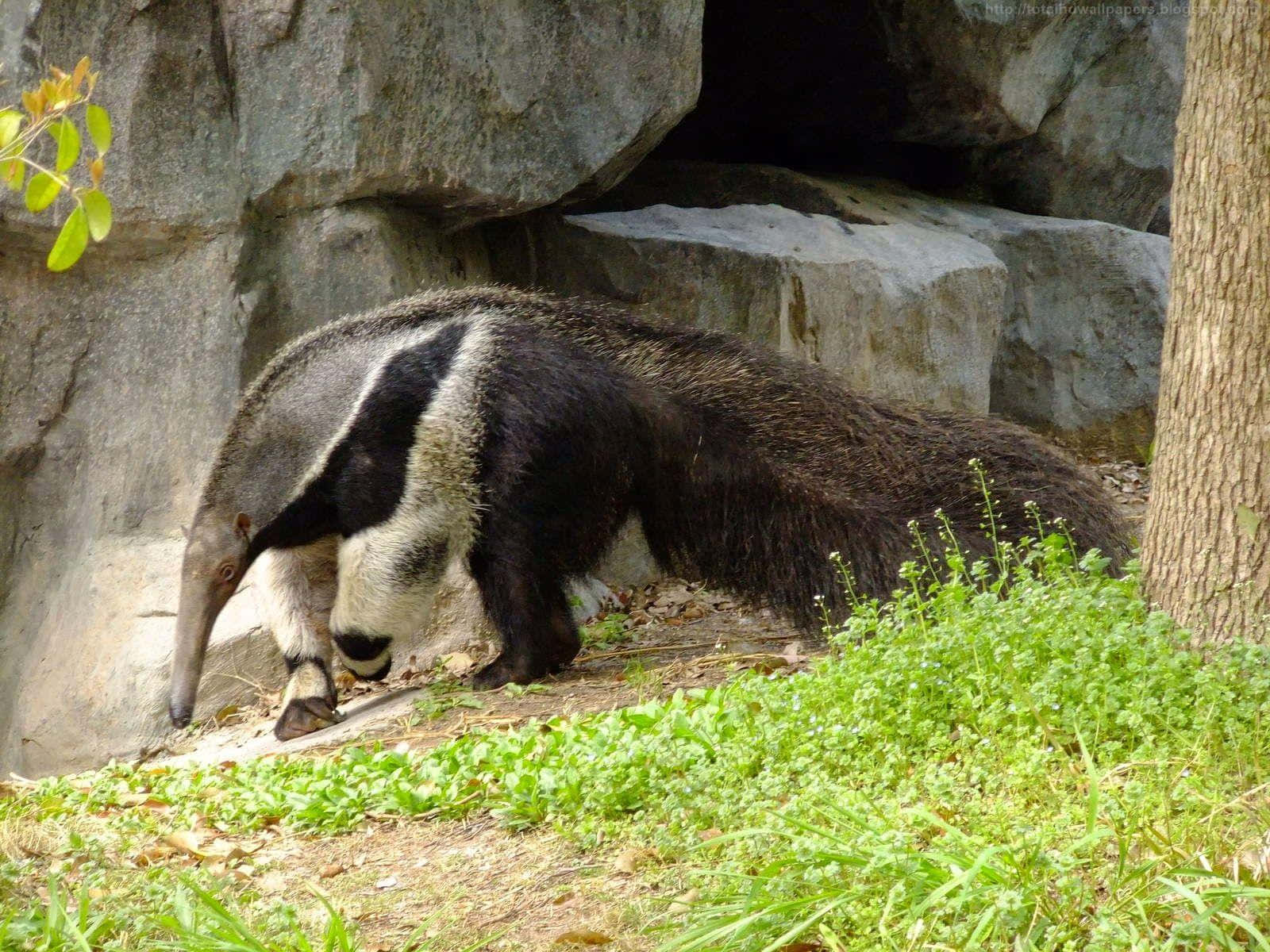 Giant Anteater Outdoors Background