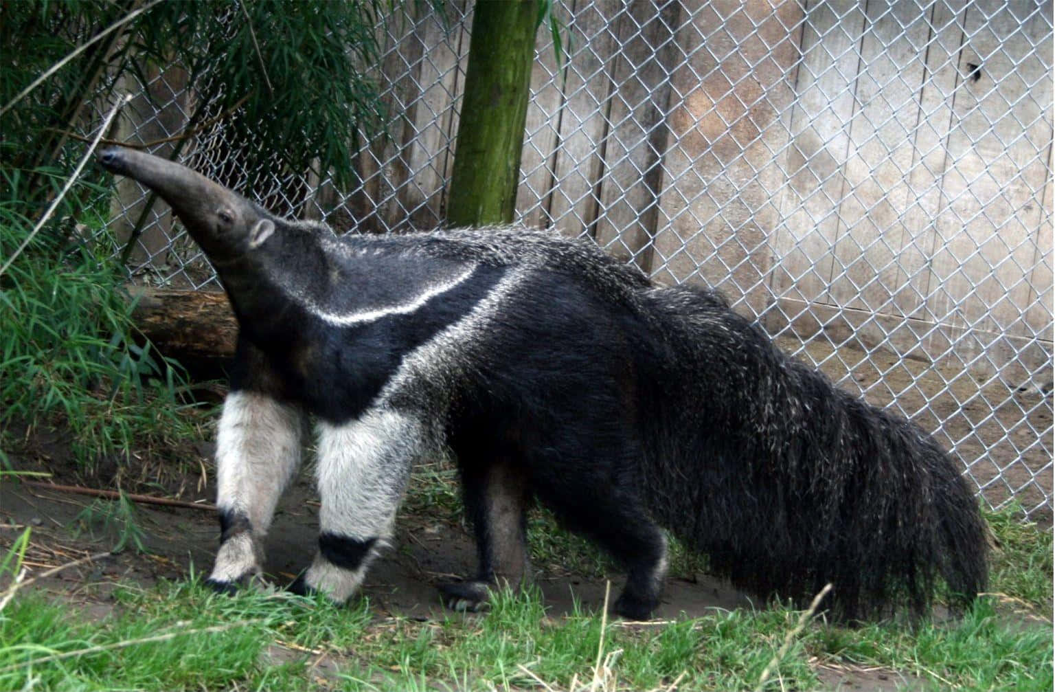 Giant Anteater Outdoors.jpg Background