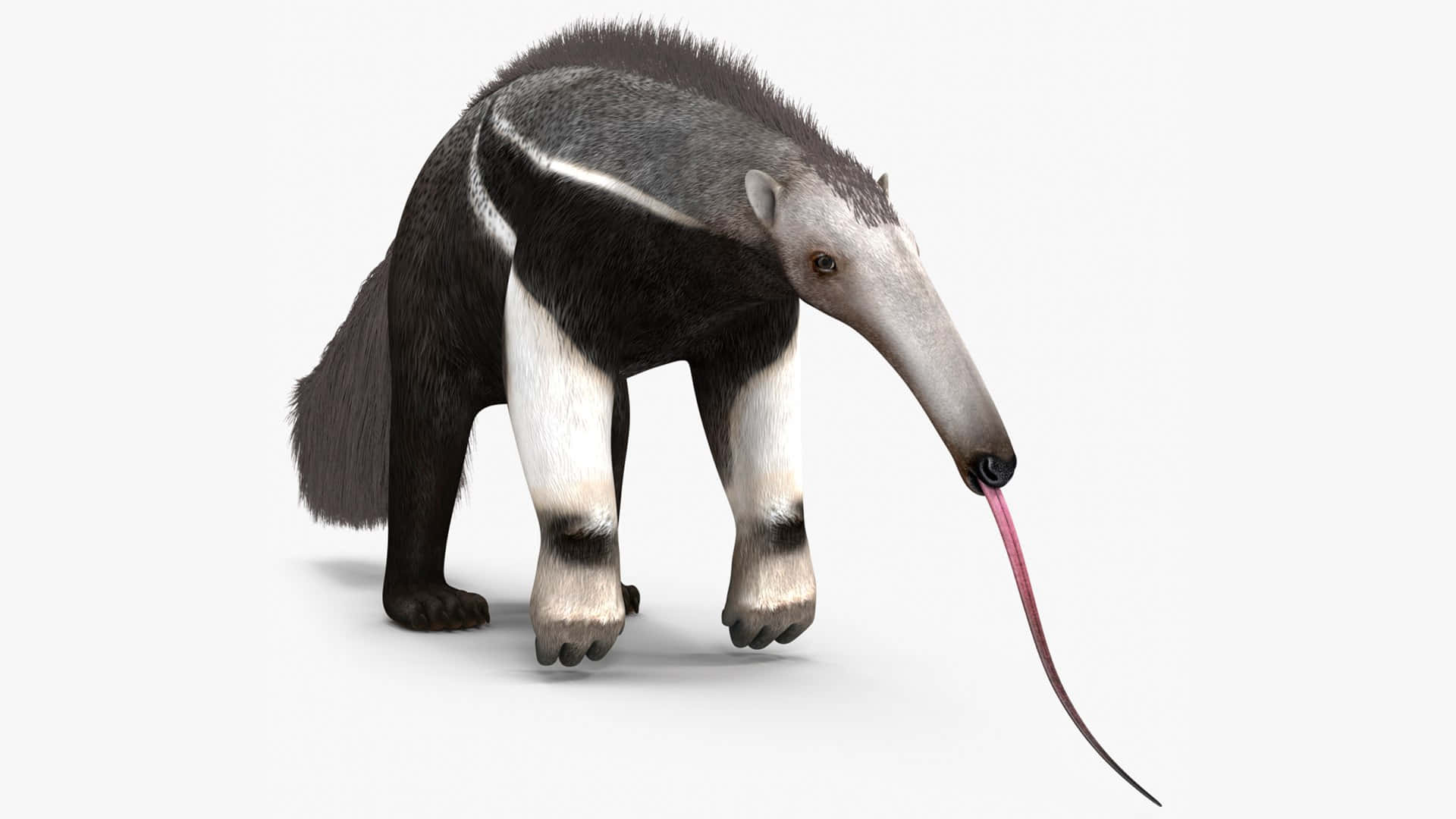 Giant Anteater Standing White Background.jpg Background