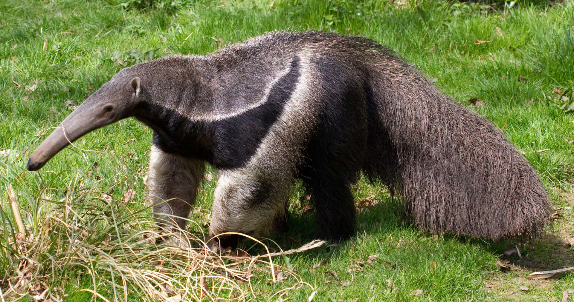 Giant Anteater Walking Grass Background