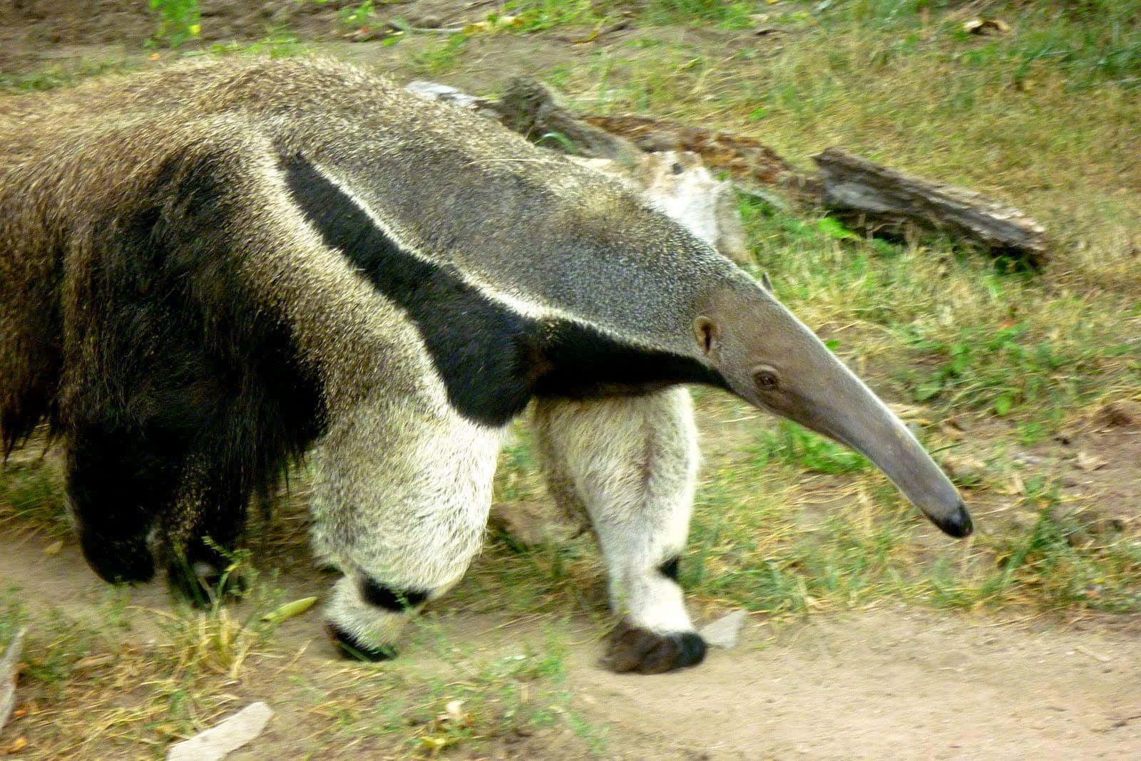 Giant Anteater Walking Outdoors.jpg Background