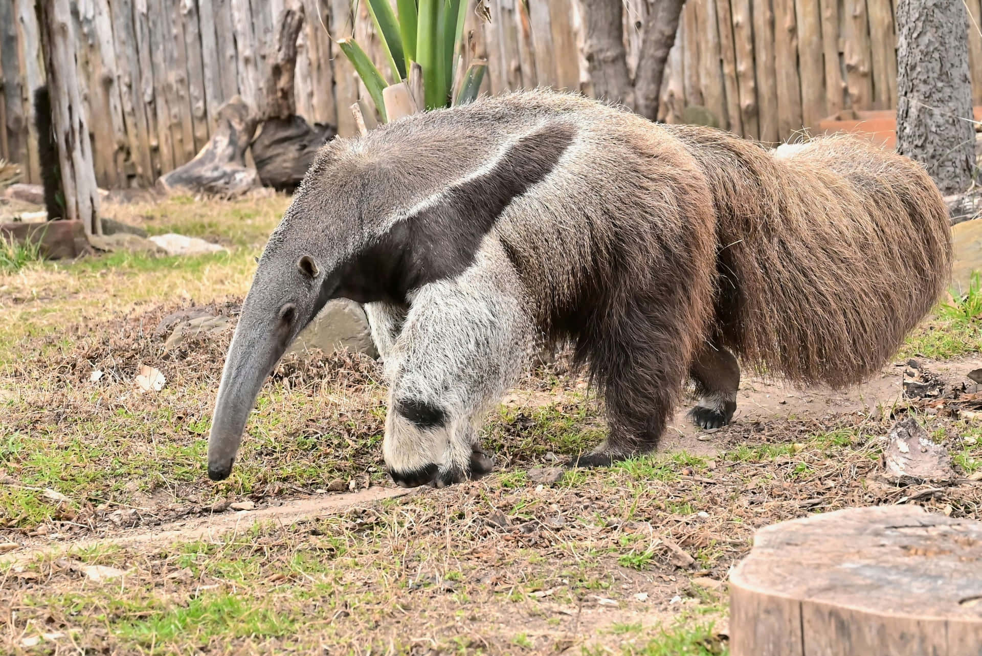 Giant Anteater Walking Outdoors.jpg