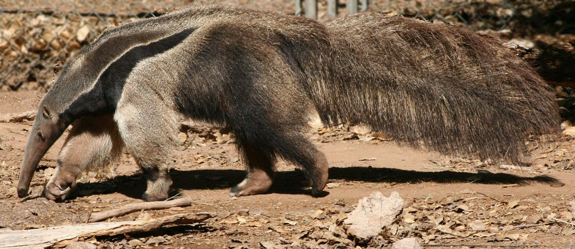 Giant Anteater Walking Outdoors.jpg Background