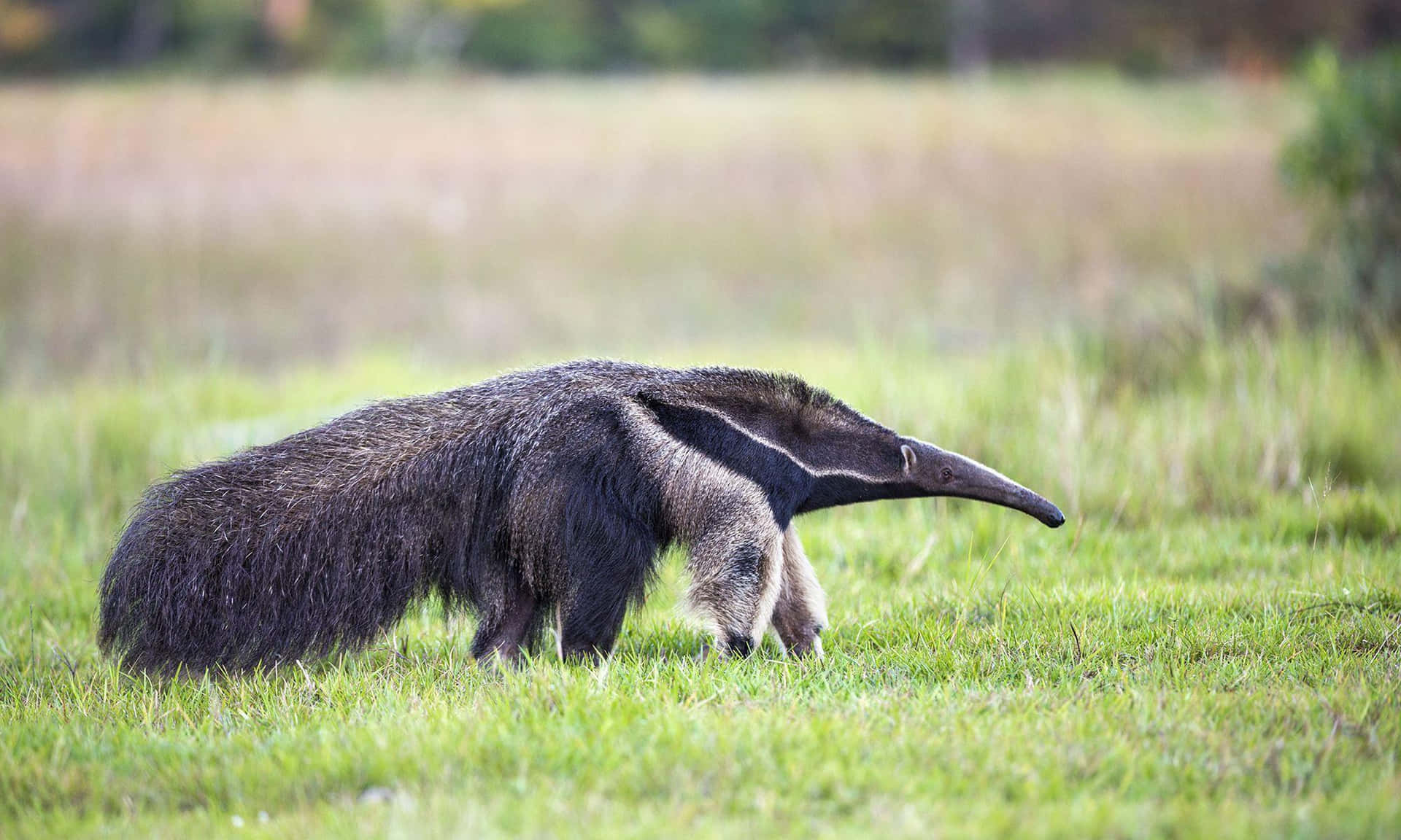 Giant Anteater Walkingin Grassland.jpg Background