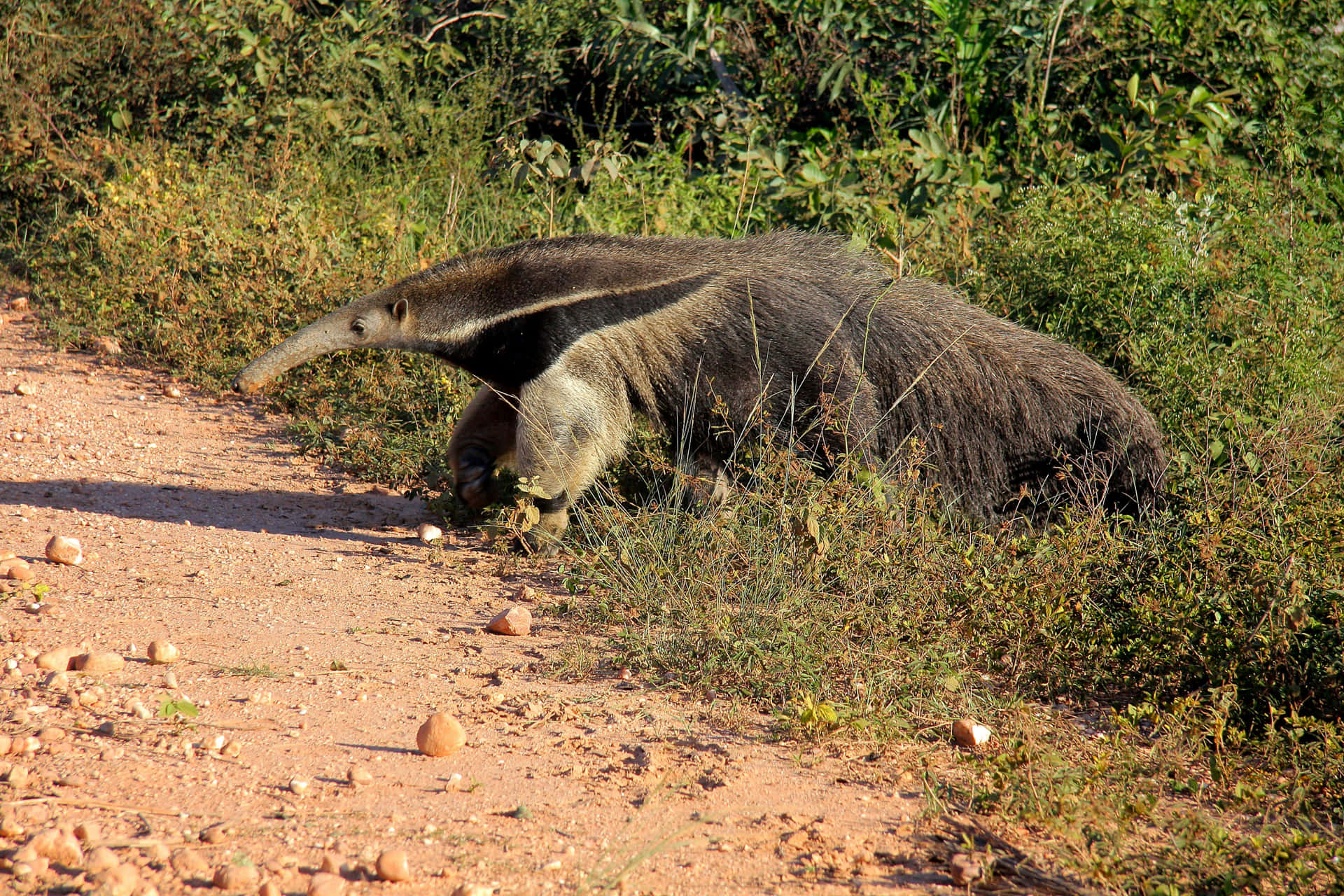 Giant Anteater Walkingon Trail.jpg Background