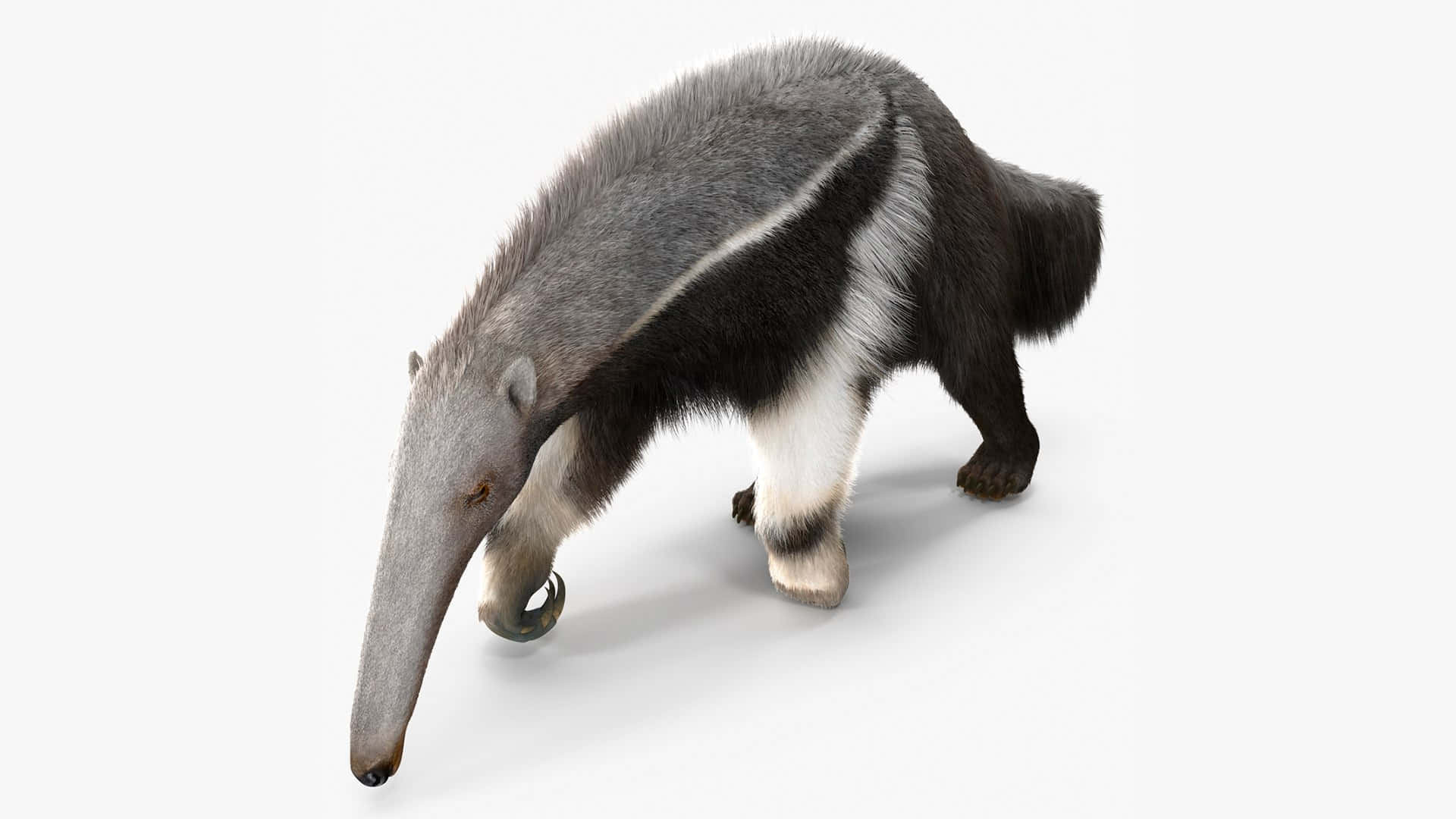 Giant Anteater White Background