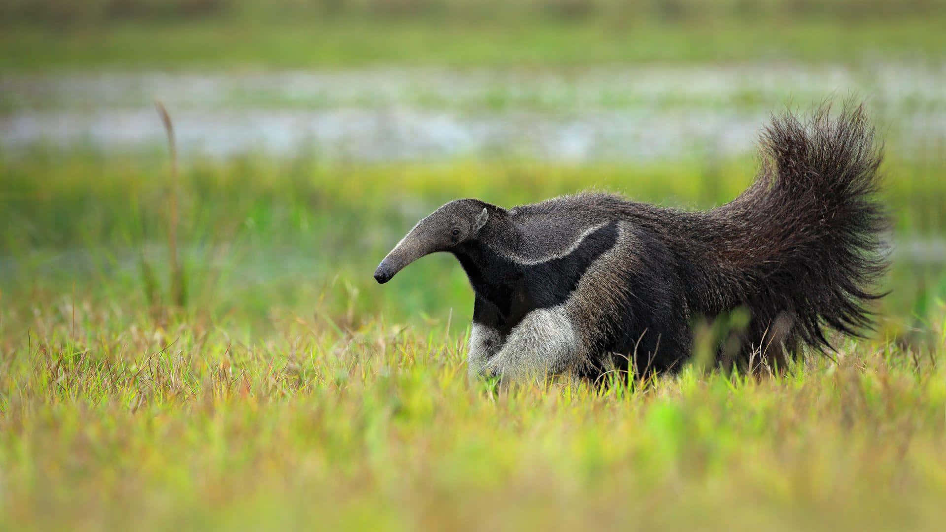 Giant Anteaterin Grassland.jpg Background