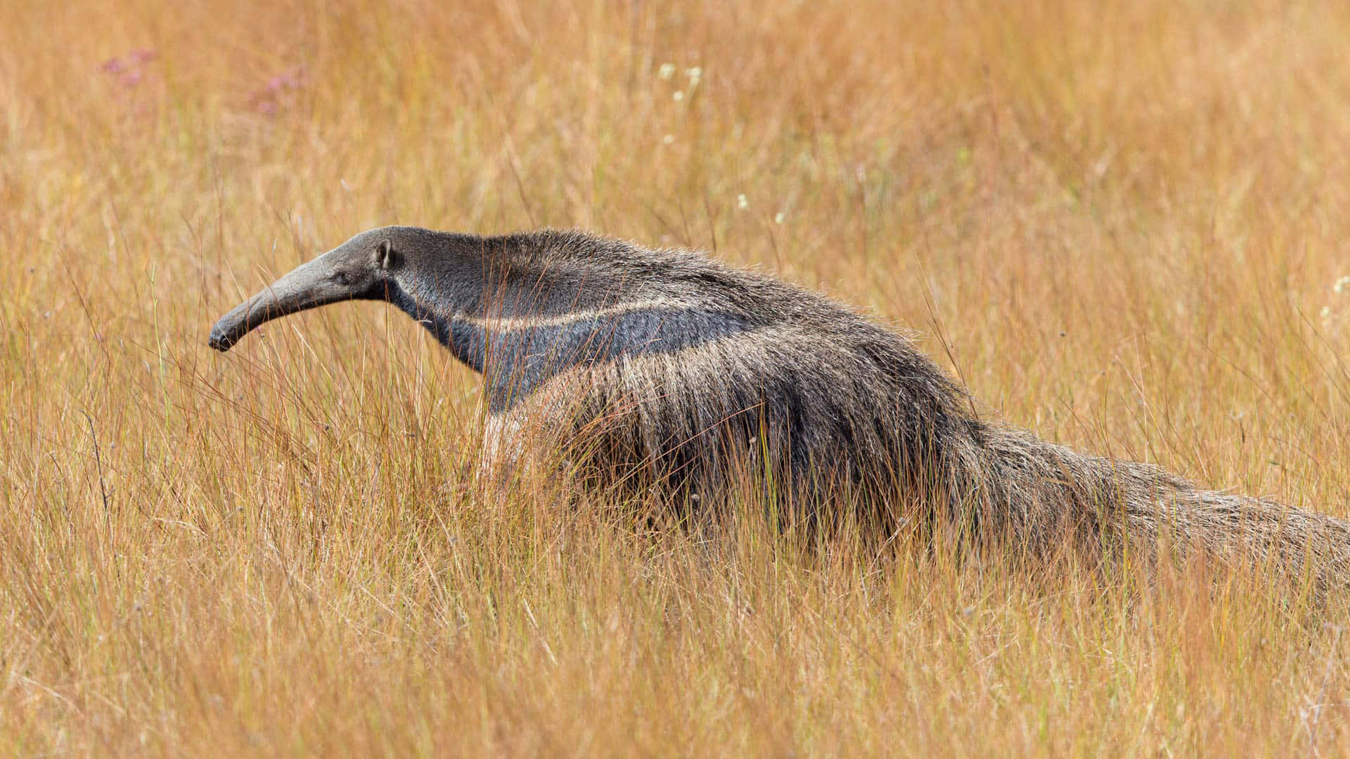 Giant Anteaterin Grassland.jpg Background