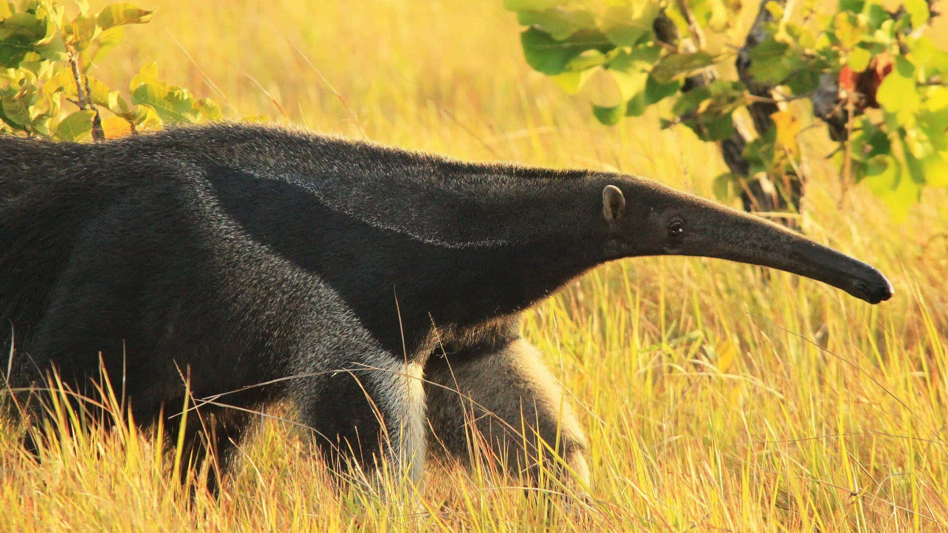 Giant Anteaterin Grassland.jpg Background