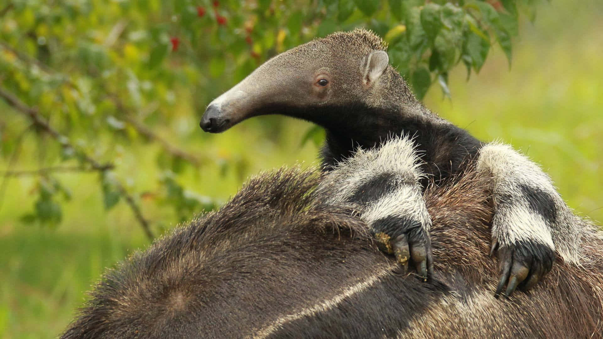 Giant Anteaterin Natural Habitat Background