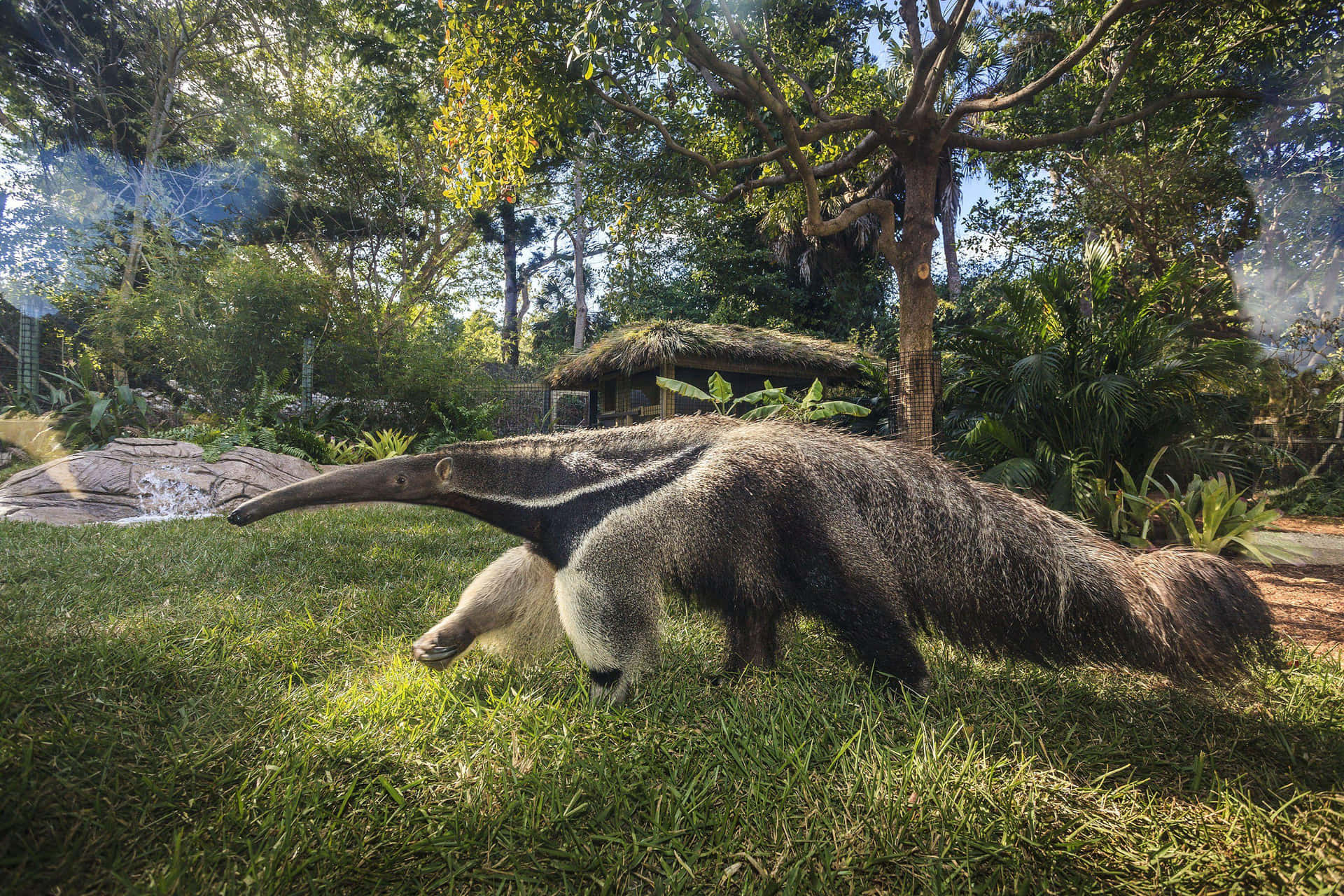 Giant Anteaterin Natural Habitat.jpg