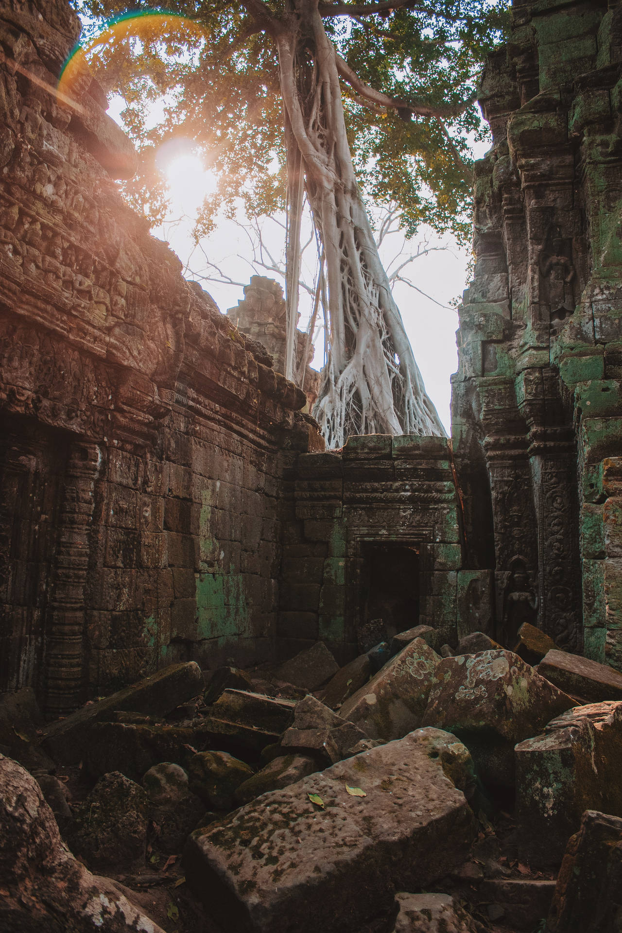 Giant Banyan Tree In Angkor Wat, Cambodia