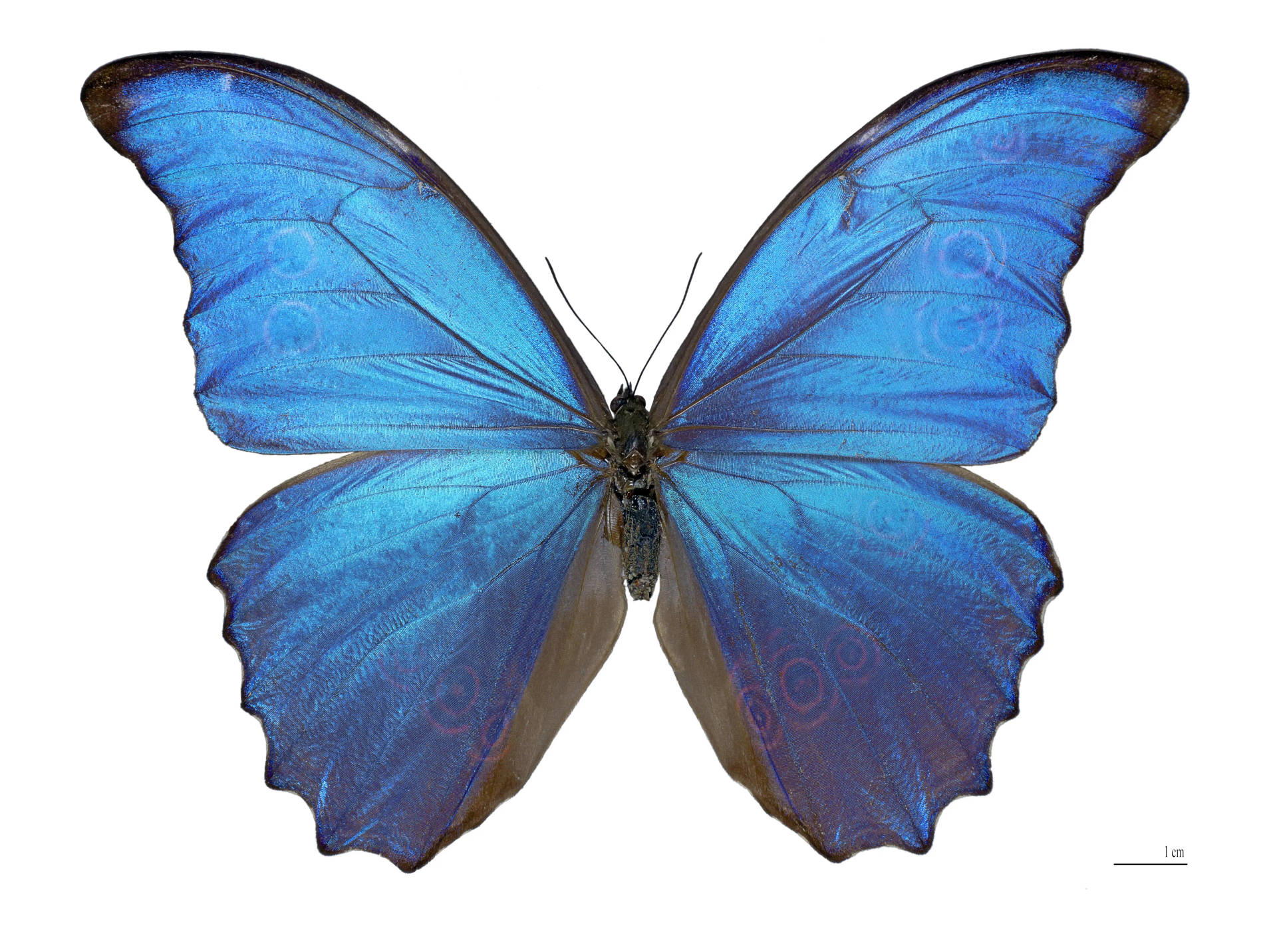 Giant Blue 4k Butterfly Background