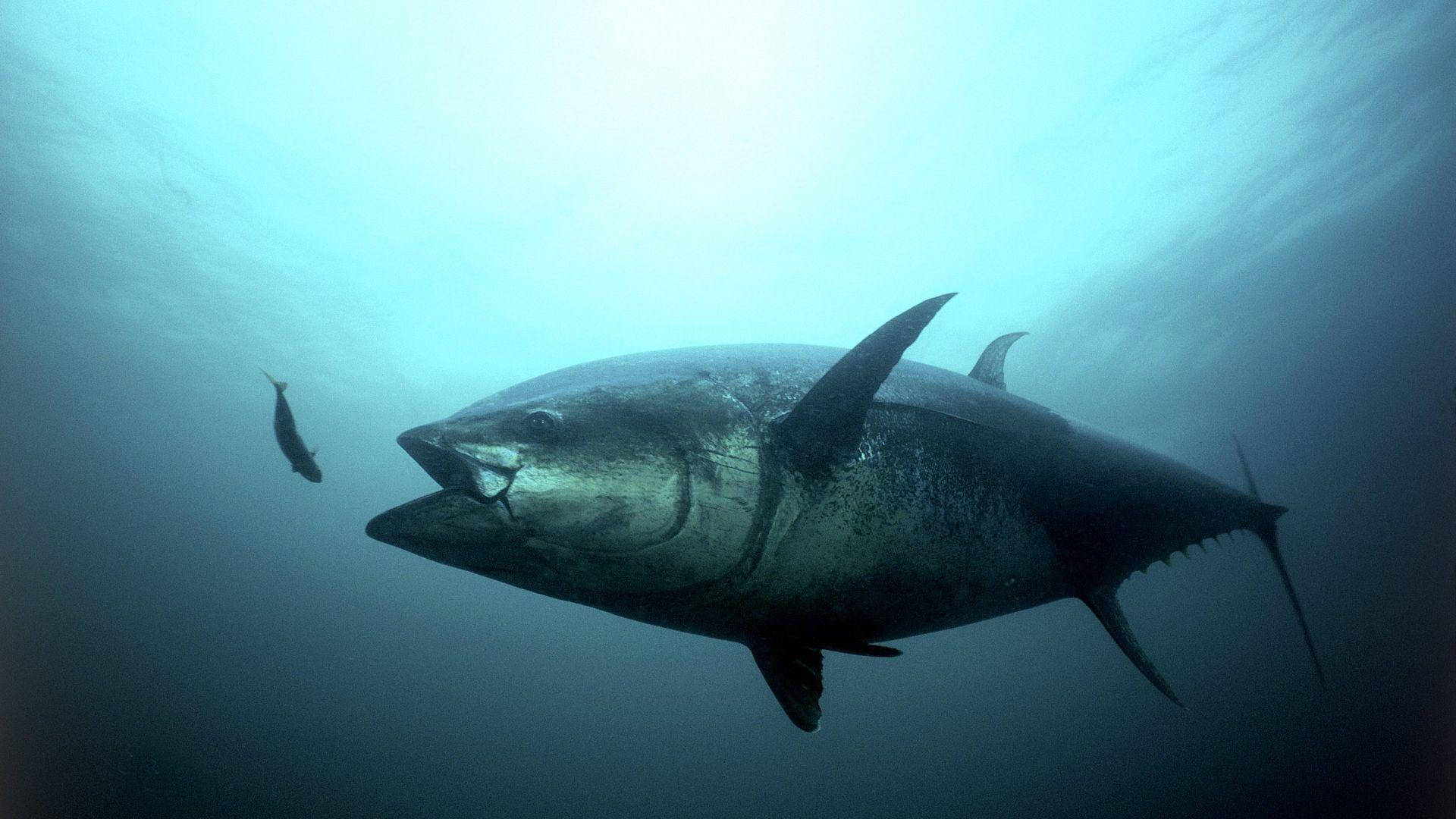 Giant Bluefin Tuna Background