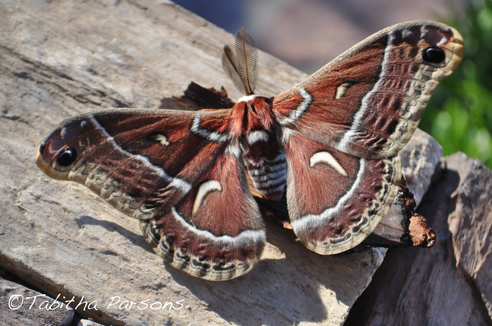 Giant Brown Ceanothus Silkmoth Butterfly Garden Background