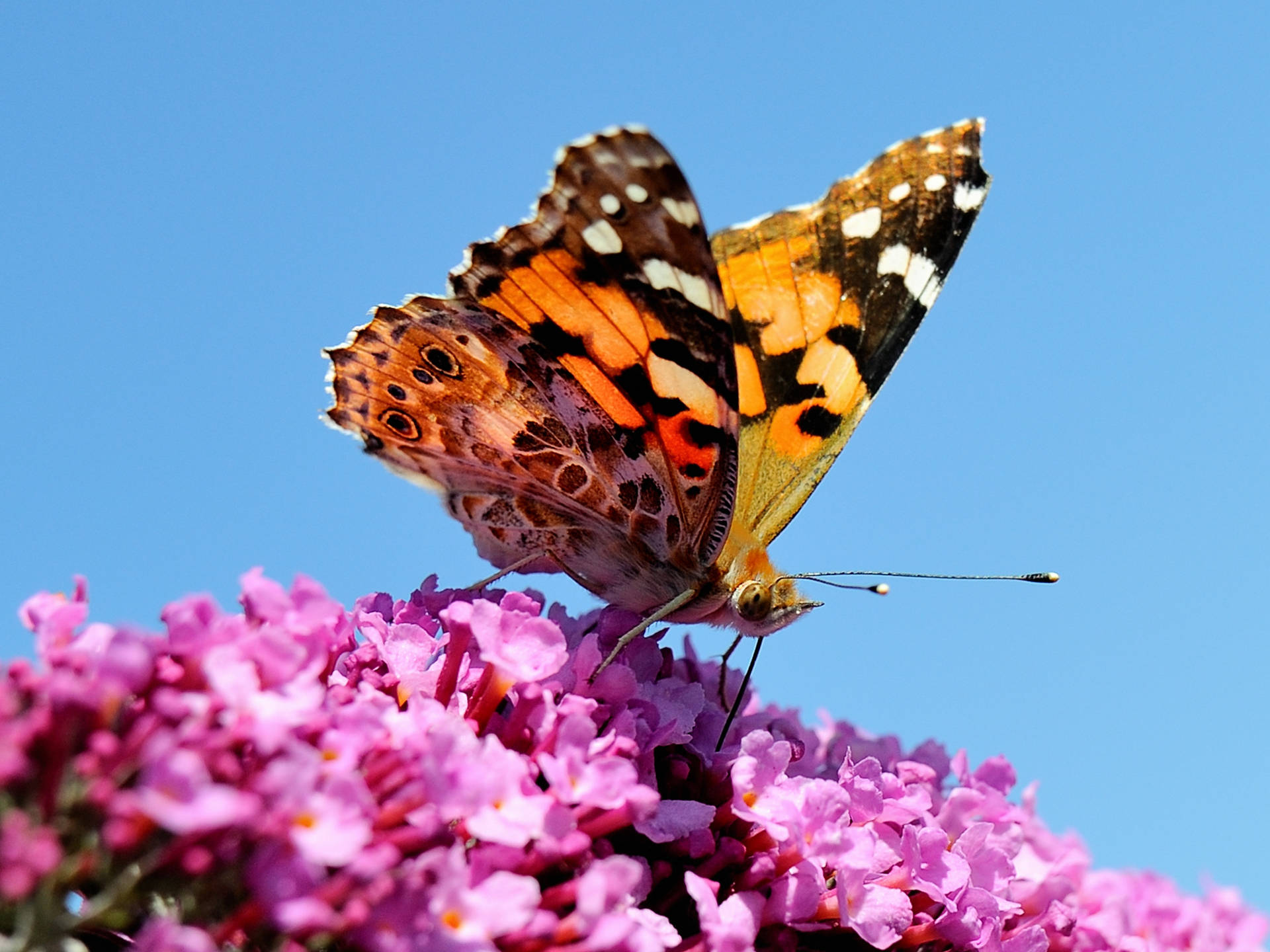 Giant Butterfly On Pink Buddleia Flower Background