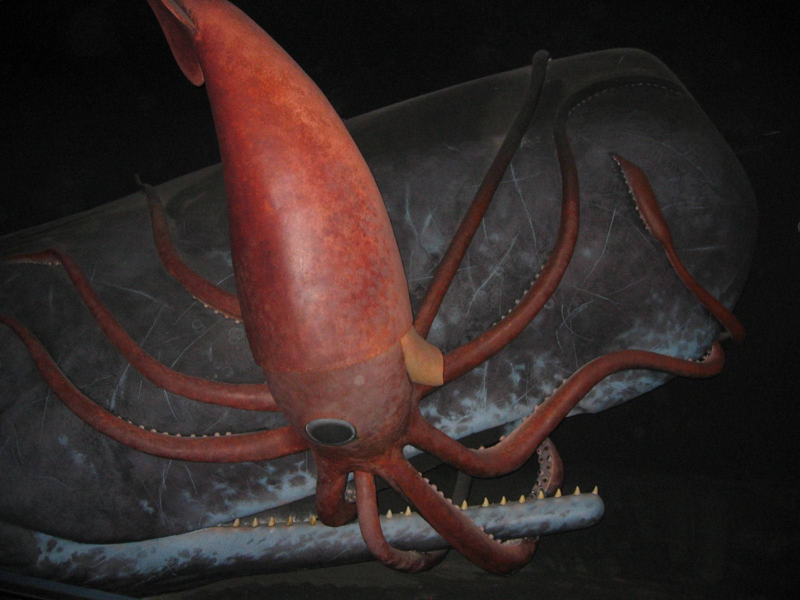 Giant Calamari Engaged In An Underwater Struggle With A Sperm Whale