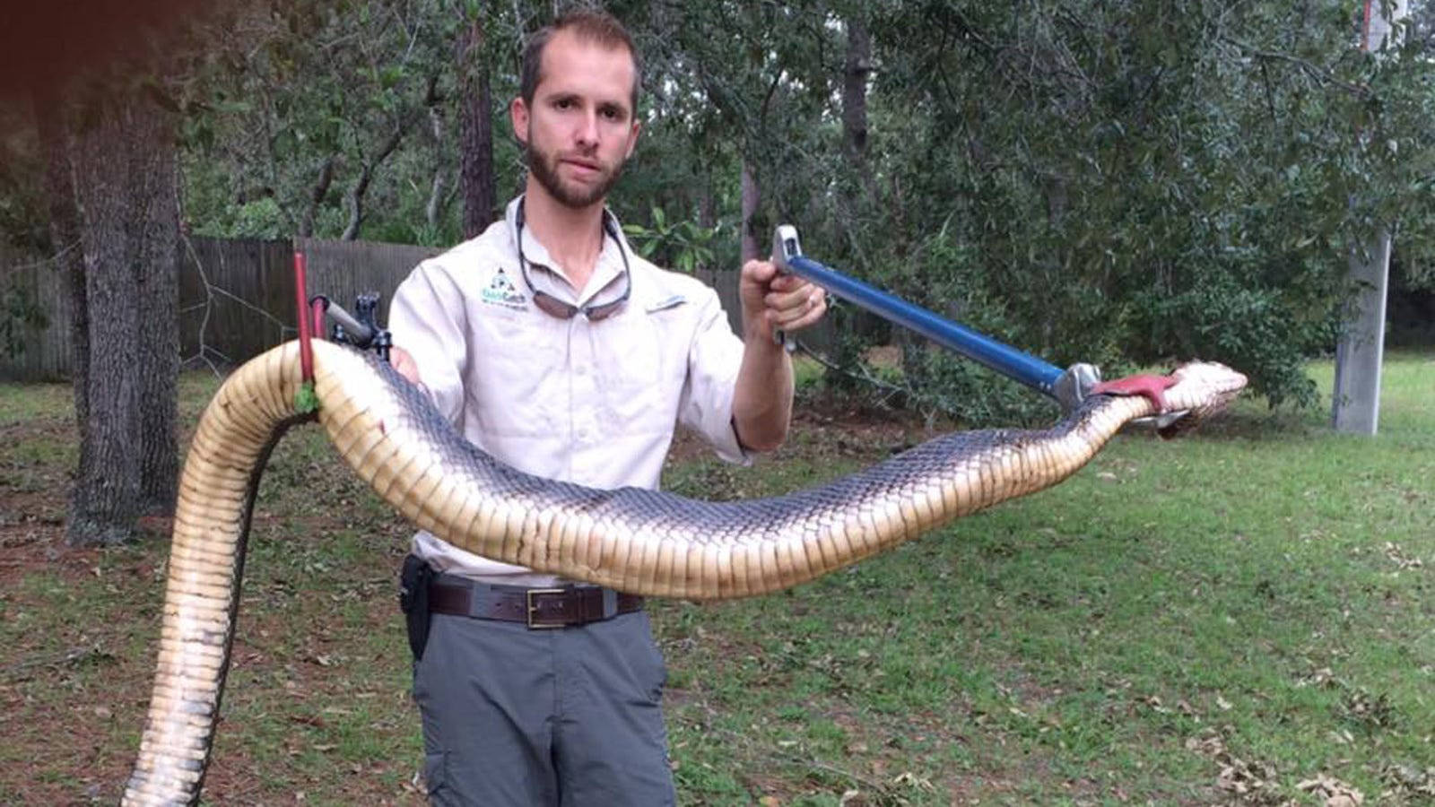 Giant Cottonmouth Restrained