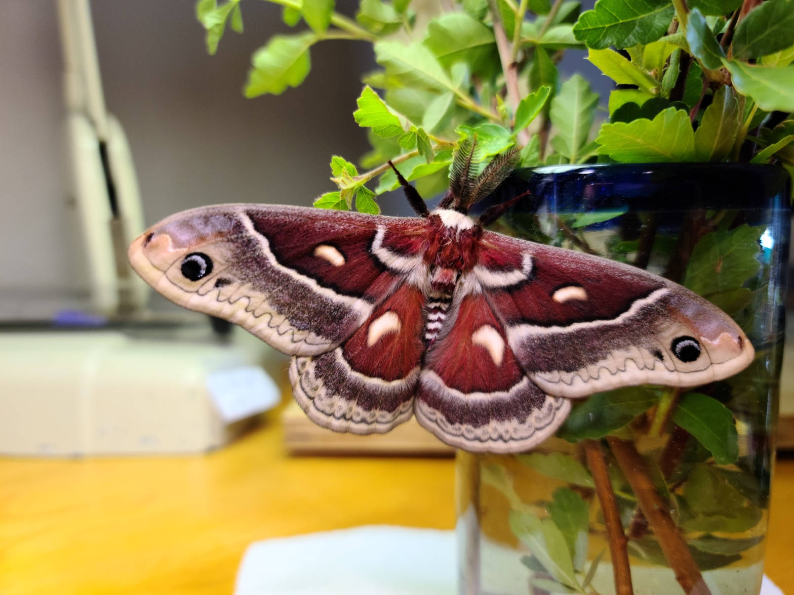 Giant Glover's Silkmoth Canada Insect Background