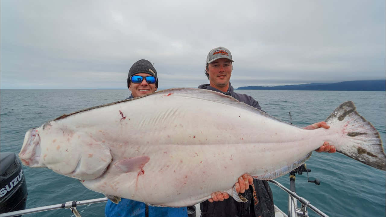 Giant Halibut Catch Two Fishermen Background