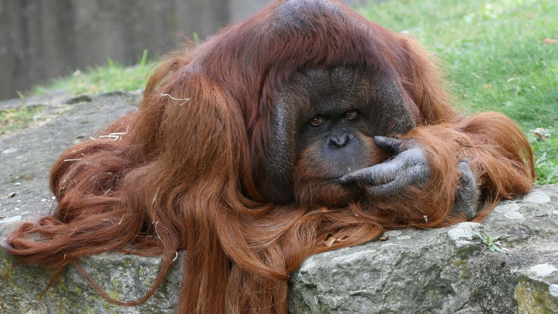 Giant Male Orangutan