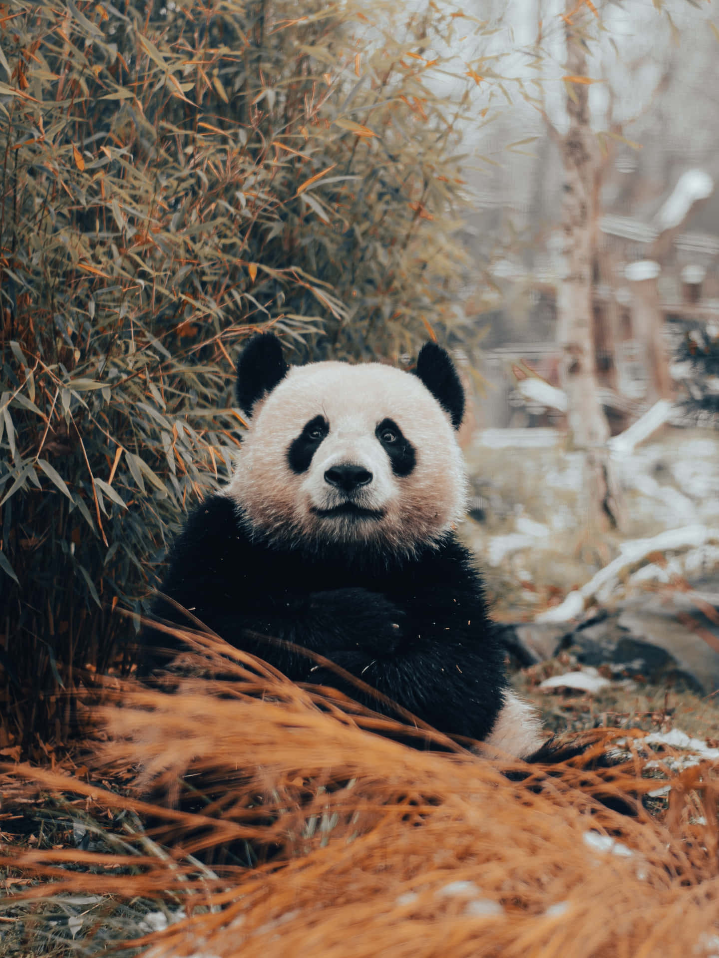 Giant Panda Bamboo Behind