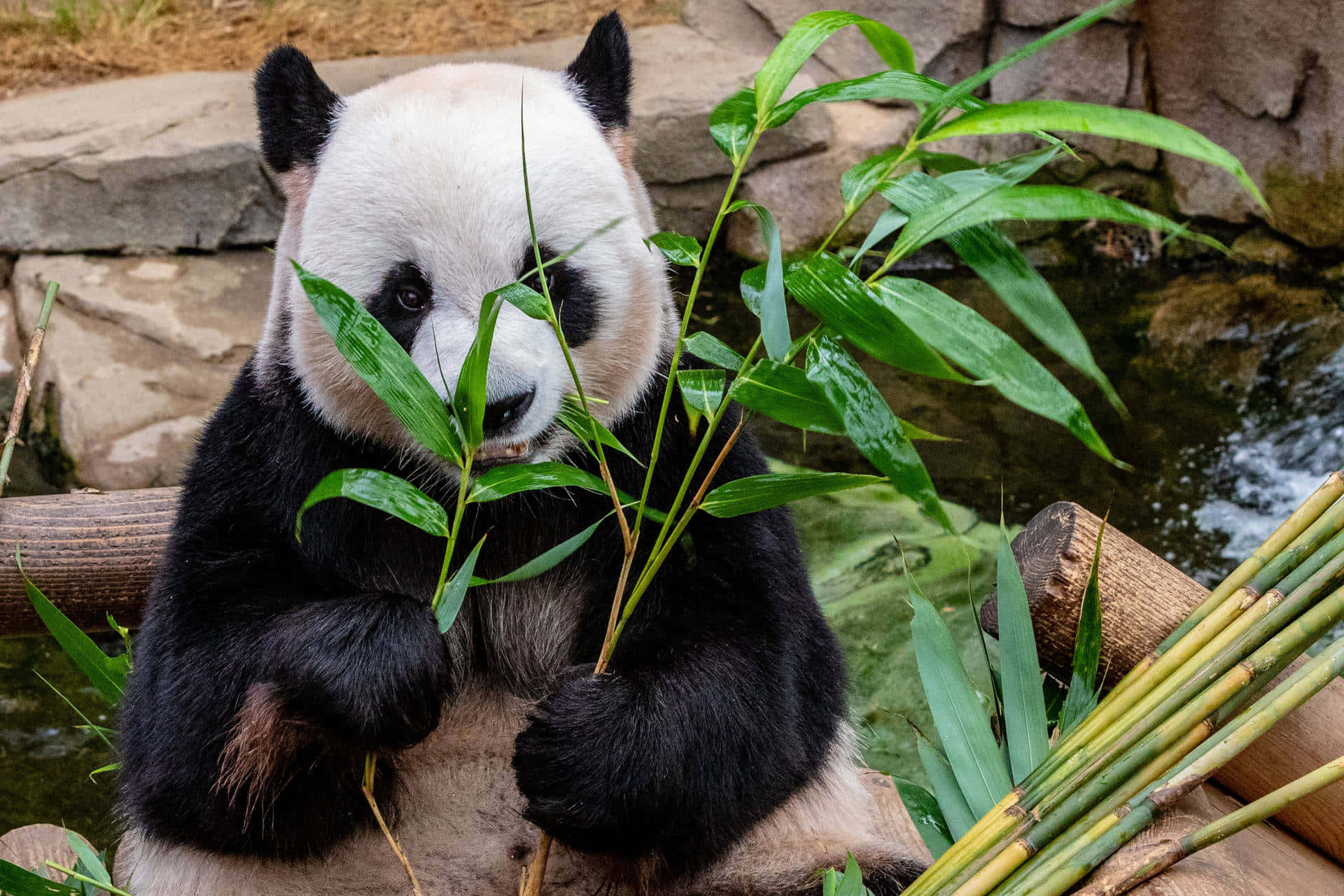 Giant Panda Bamboo Leaves