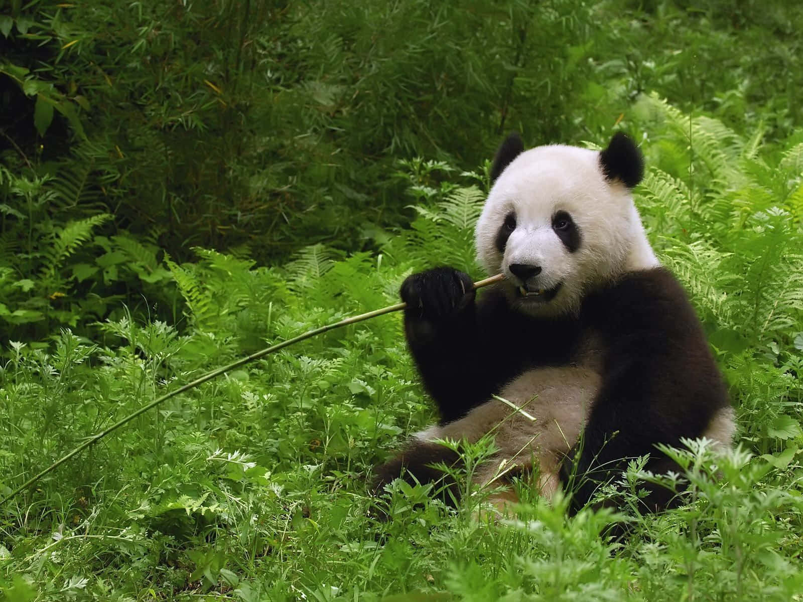 Giant Panda Bamboo Stem