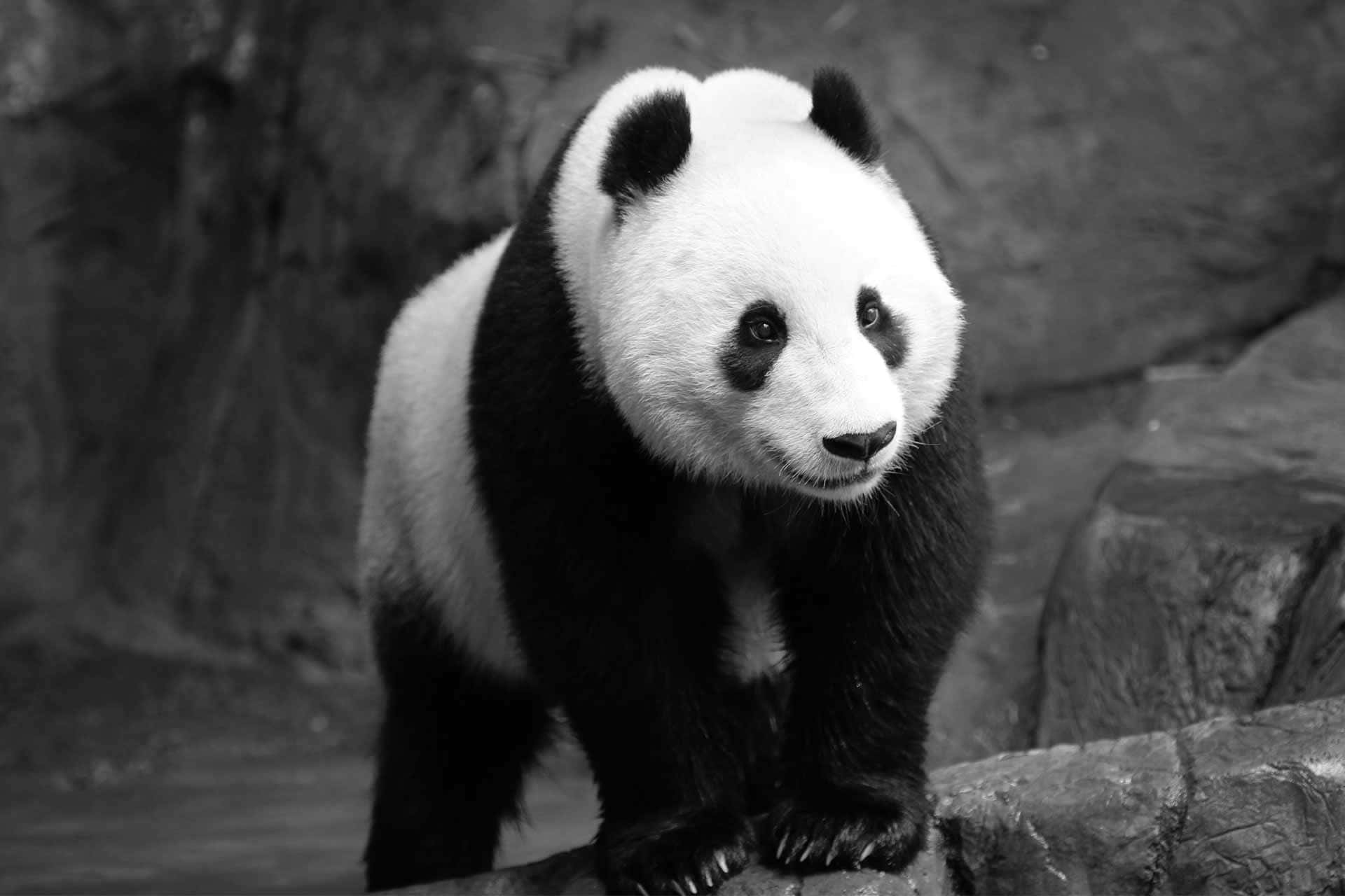 Giant Panda Black And White