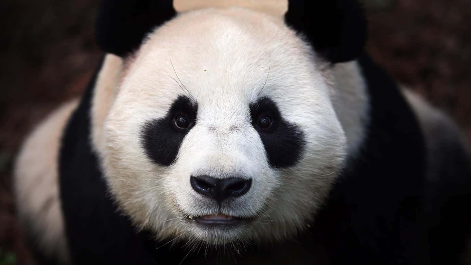 Giant Panda Black Fur Around Eyes