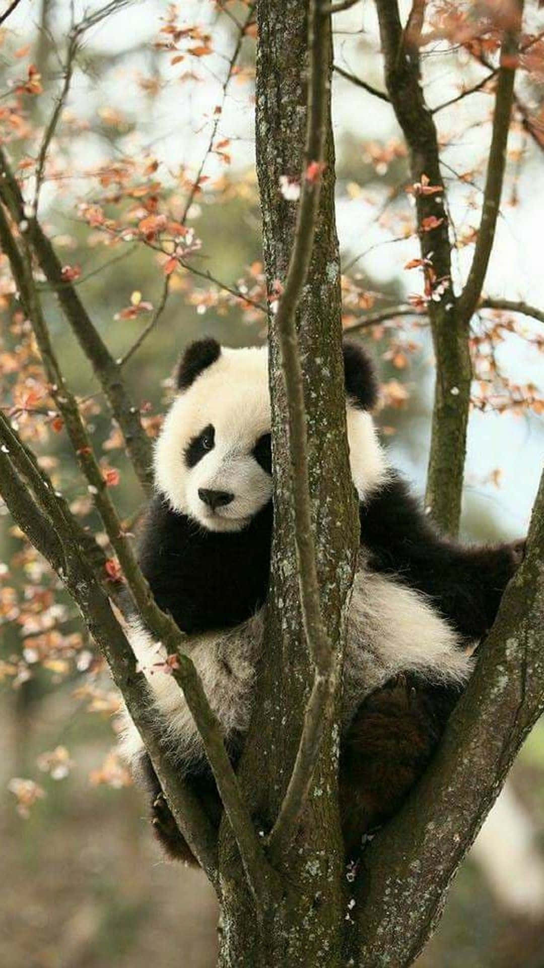 Giant Panda Branches Of Tree